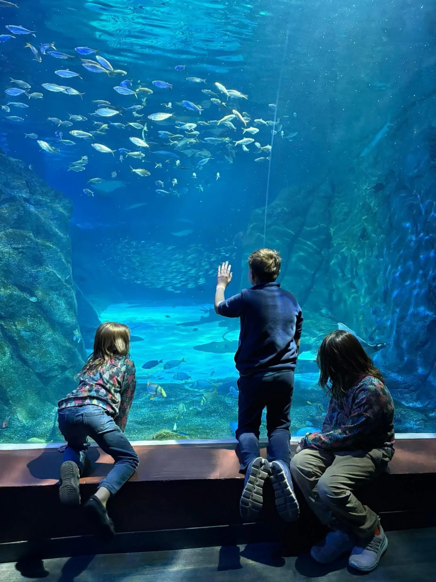 Did you know? Sudbury International (@sudbury_int), a network that connects and supports schools and learning centers based on the Sudbury model, has an excellent blog that features helpful resources about Sudbury schools around the world. 🌎

Read t