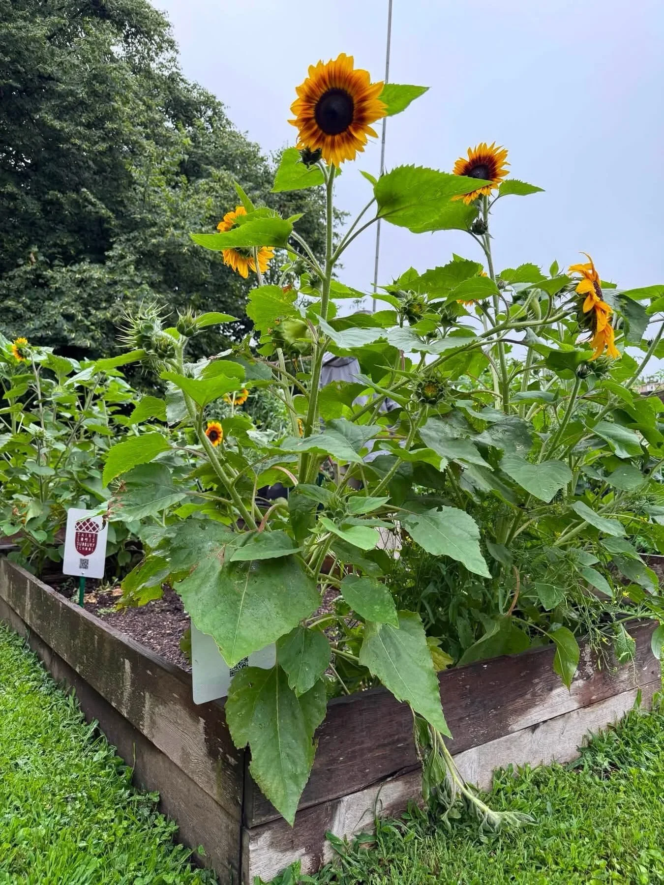 Thank you to our Sudbury staff, volunteers, and board members for helping care for our garden this summer and to @intersectartscenter for the space and opportunity. 🌻 We&rsquo;re excited to see pumpkins, watermelon, sunflowers, basil, lettuce, tomat