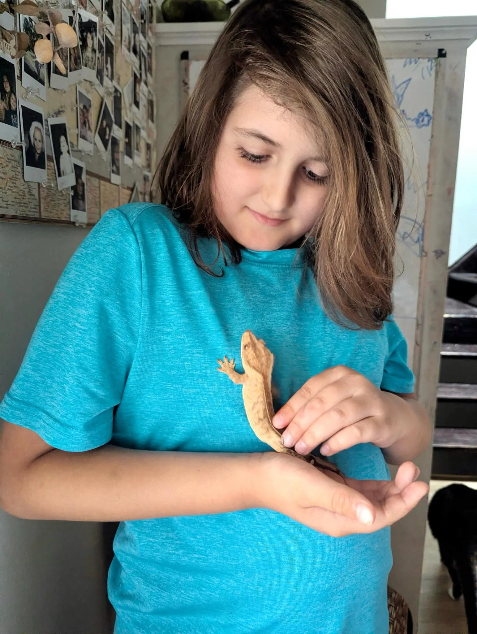 Say hello to Breakfast, the Saint Louis Sudbury School crested gecko! 🦎 She is on summer break with one of our students who is learning a lot about gecko care and even got to see her shed! We asked the Sudbury student some questions about his new ro