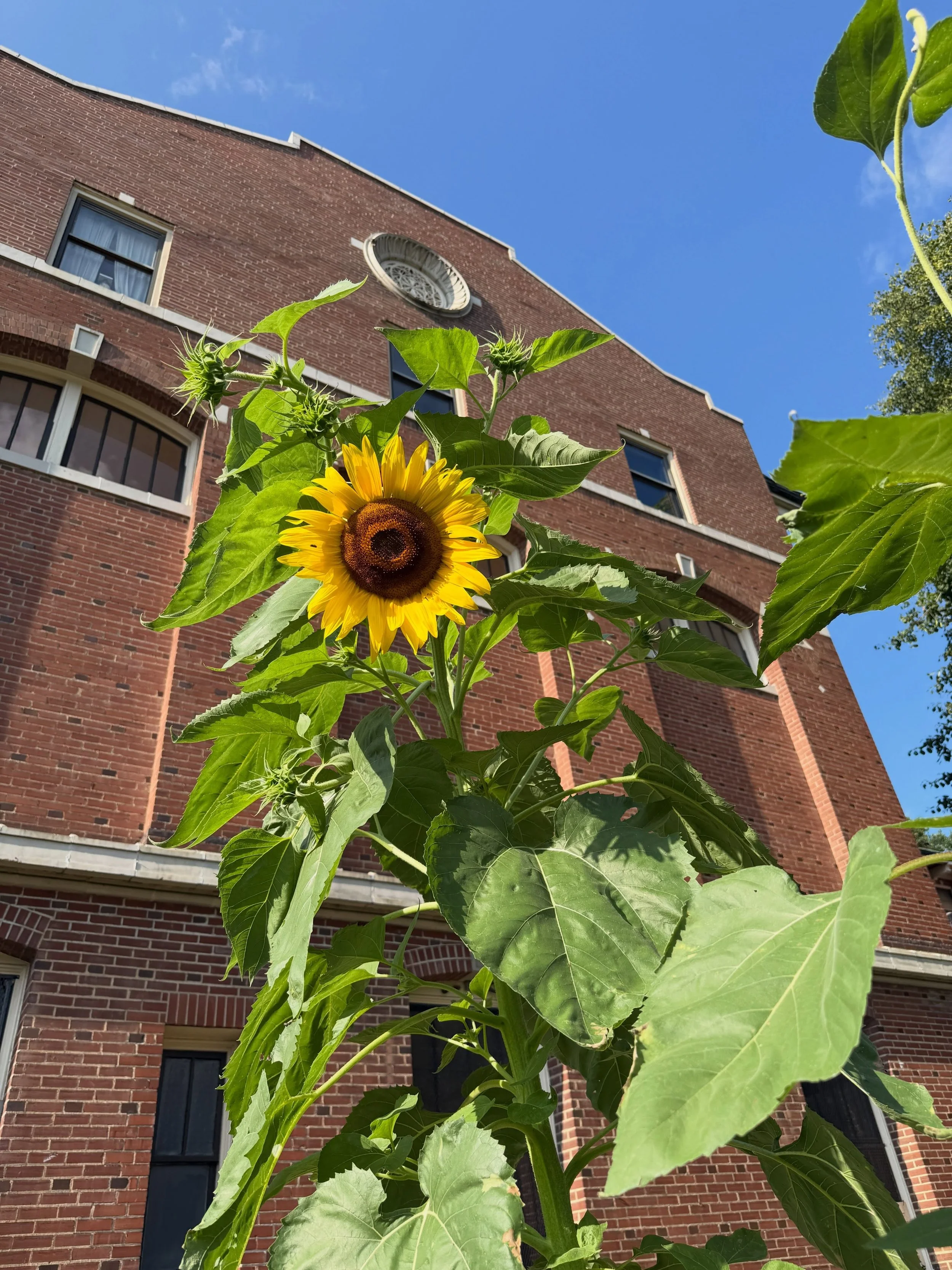 Say hello to the Saint Louis Sudbury School garden! 🌻 Thank you to staff and families for caring for our plants this summer! 🫑