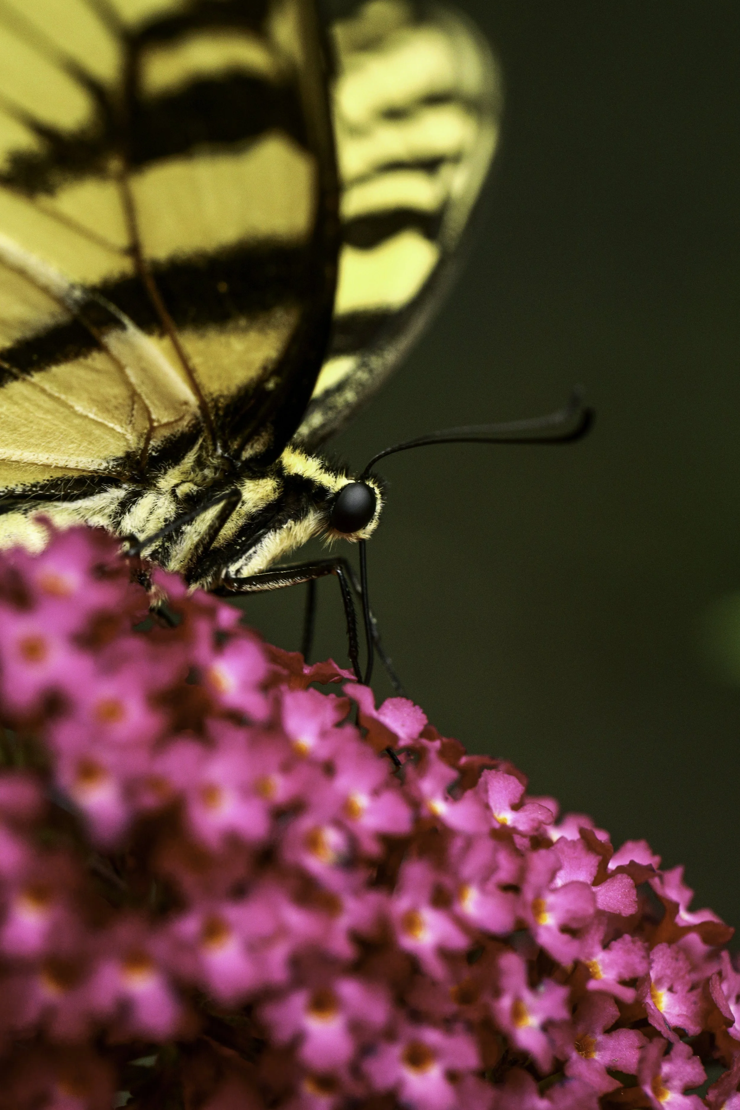 swallowtail-1.jpg