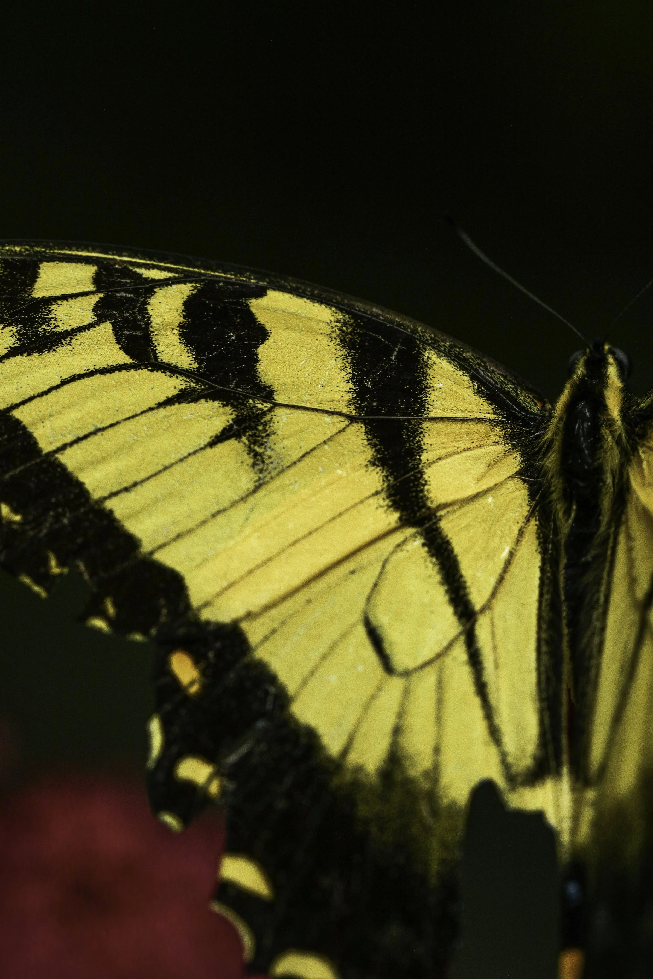 swallowtail-2.jpg