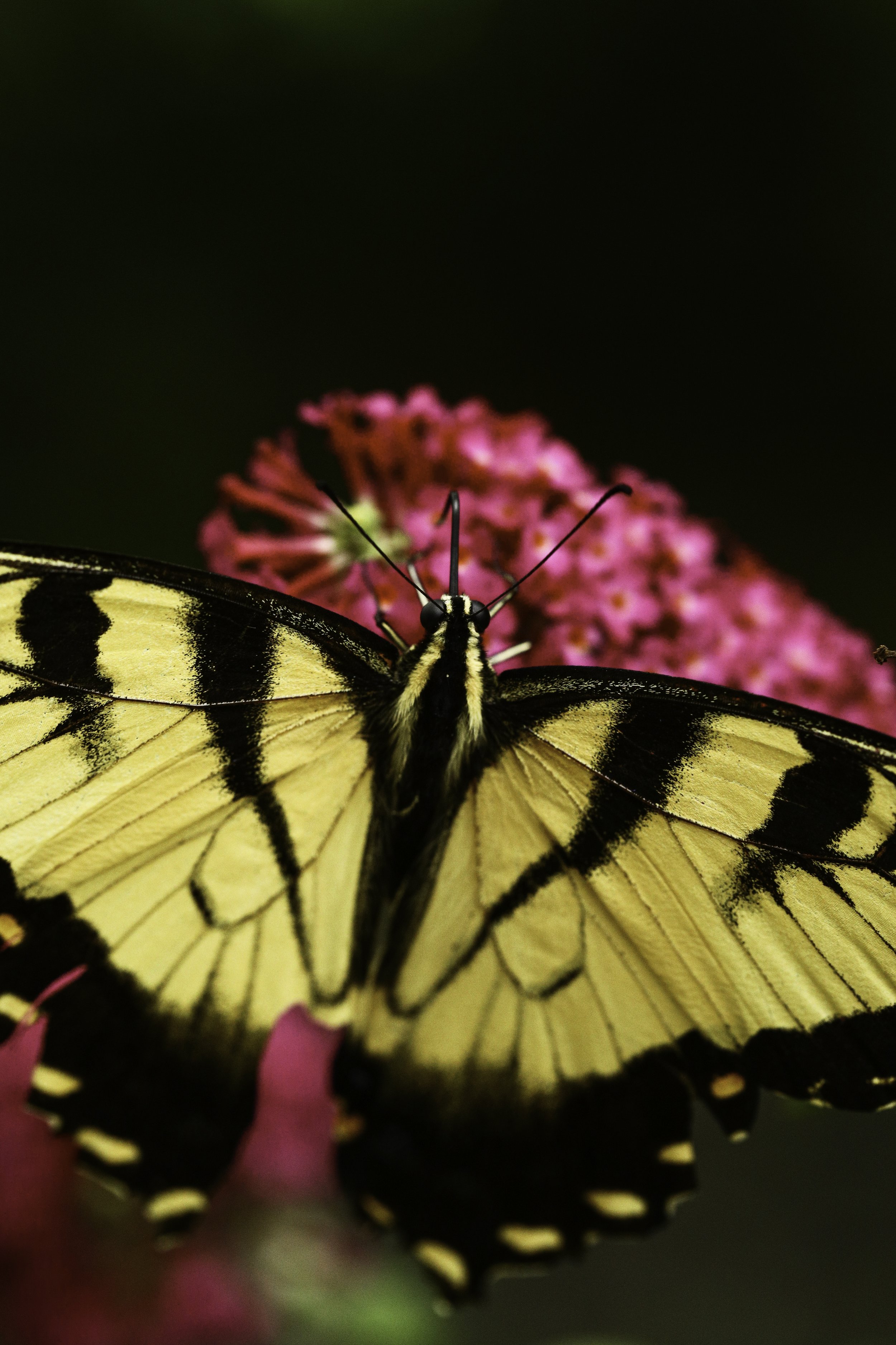 swallowtail-5.jpg