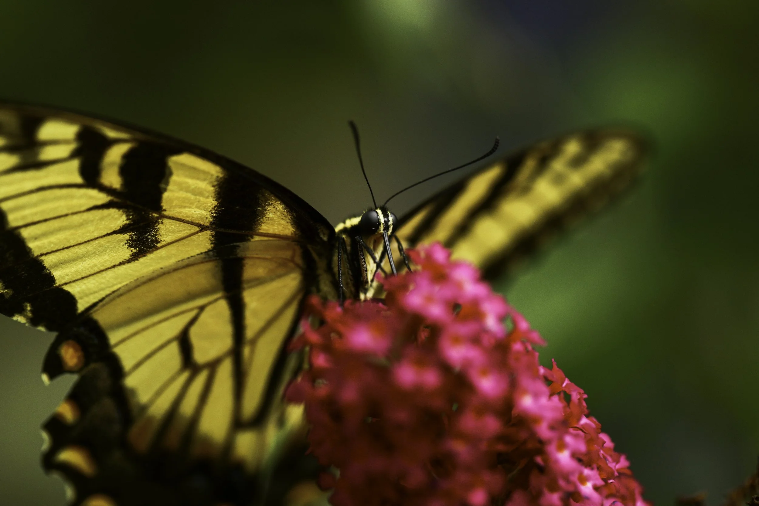 swallowtail-9.jpg