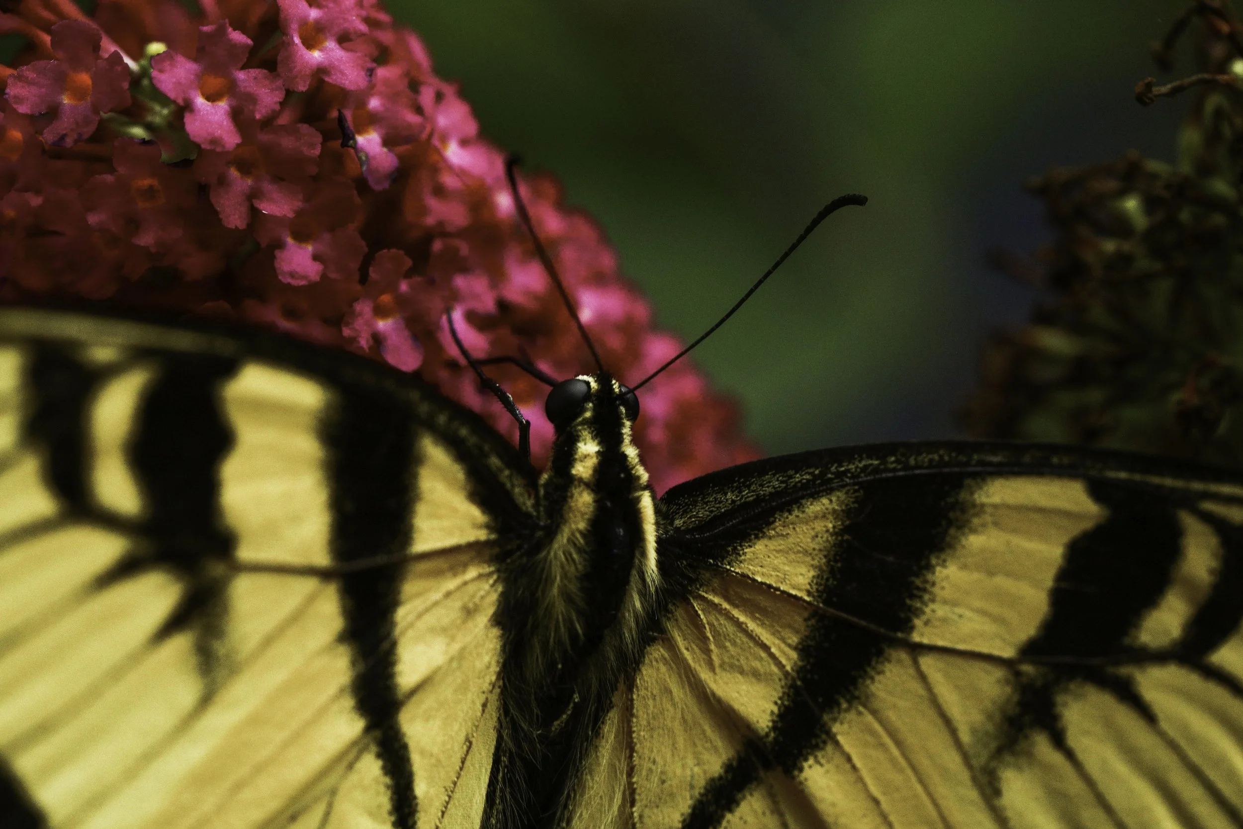 swallowtail-11.jpg