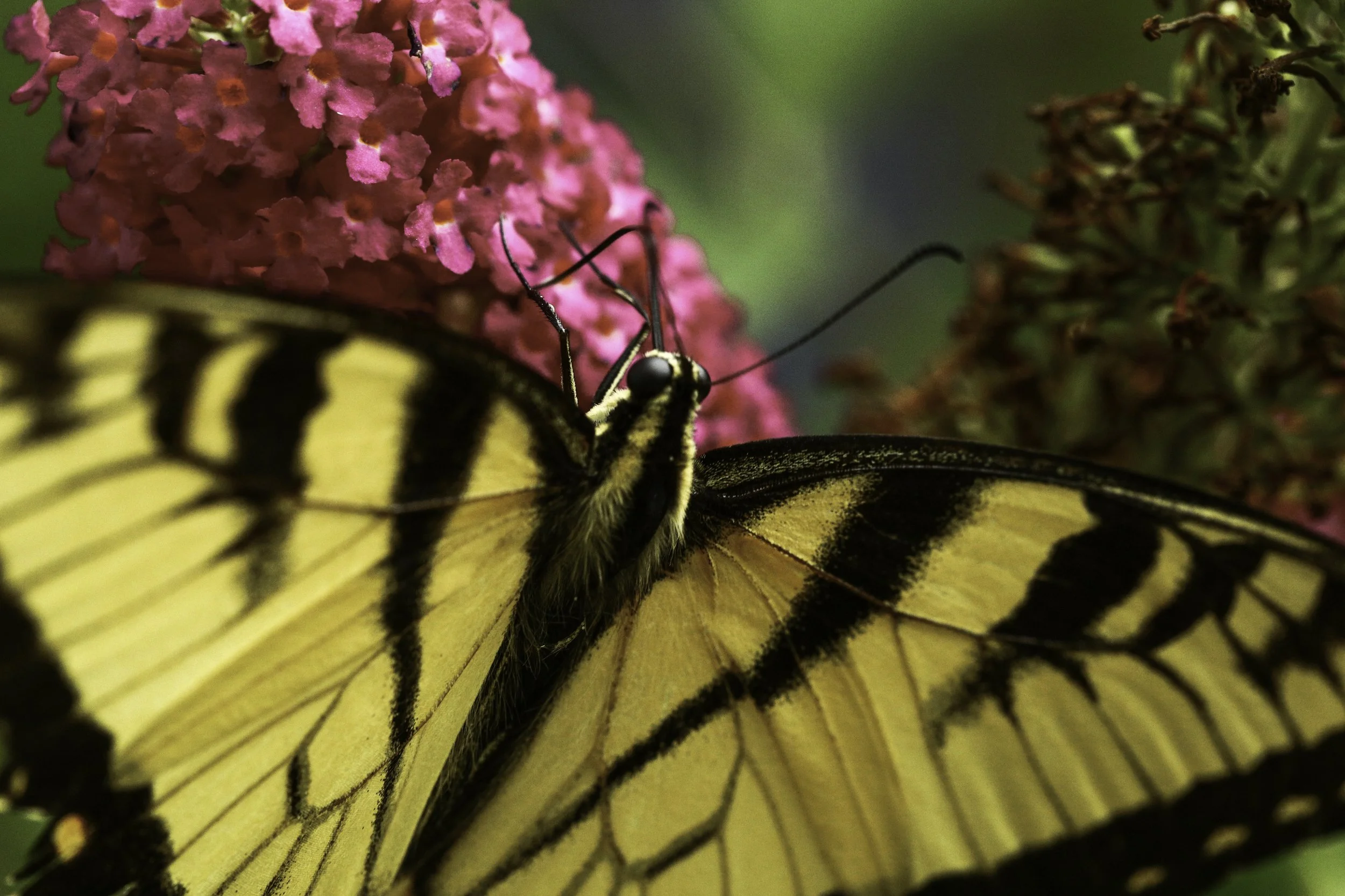 swallowtail-12.jpg