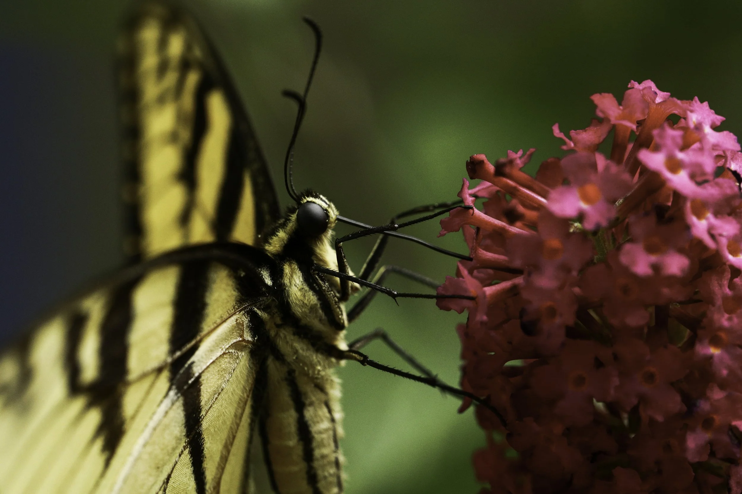 swallowtail-13.jpg