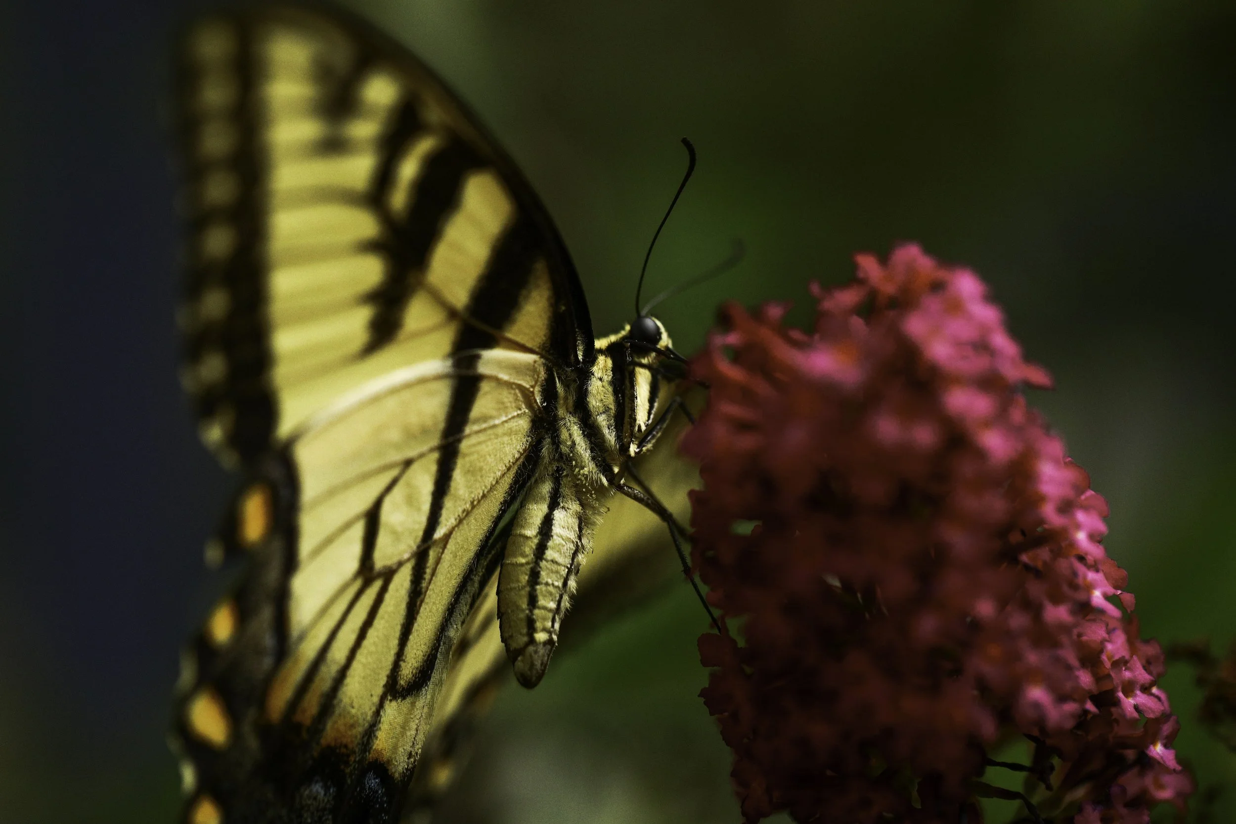 swallowtail-14.jpg