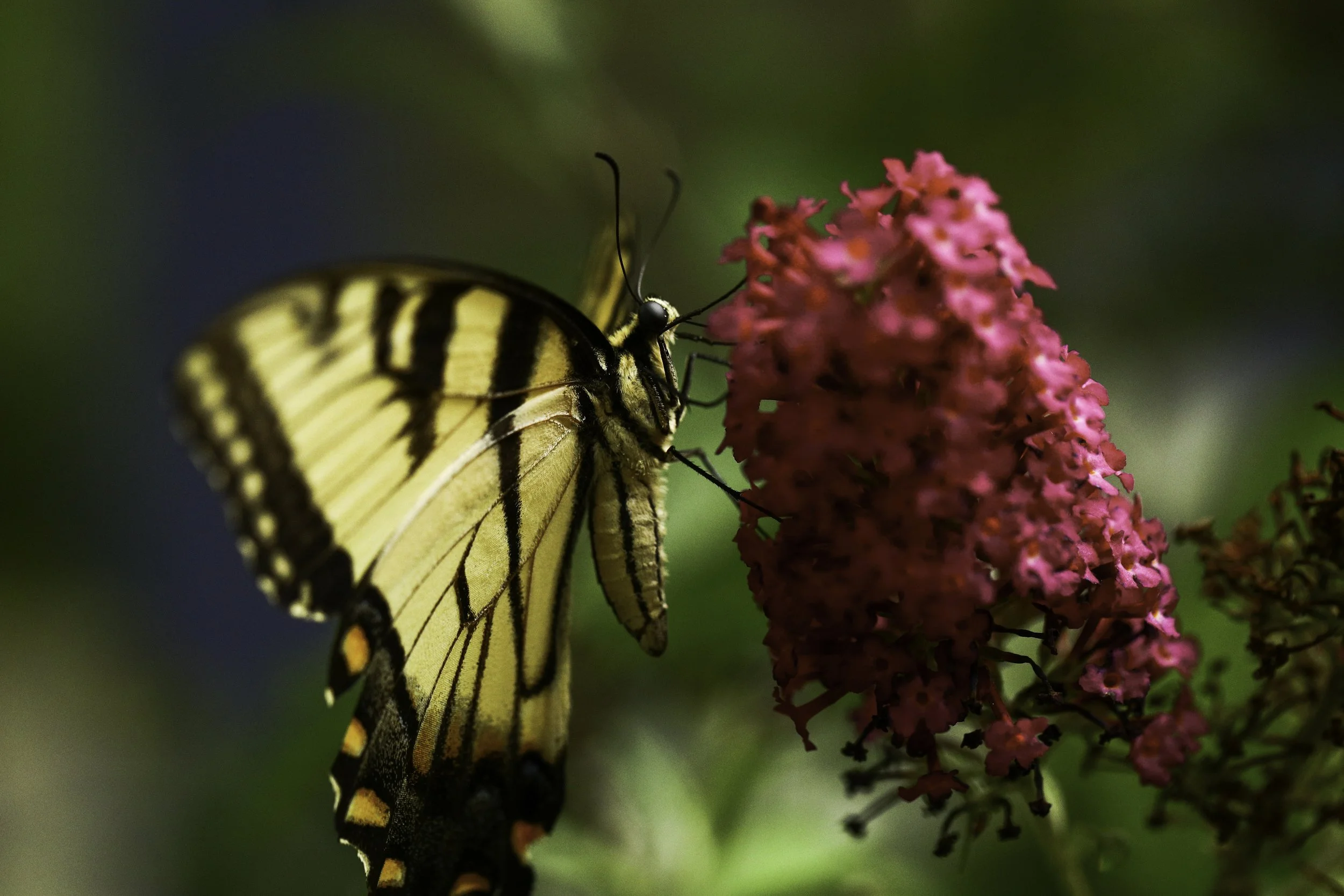 swallowtail-15.jpg