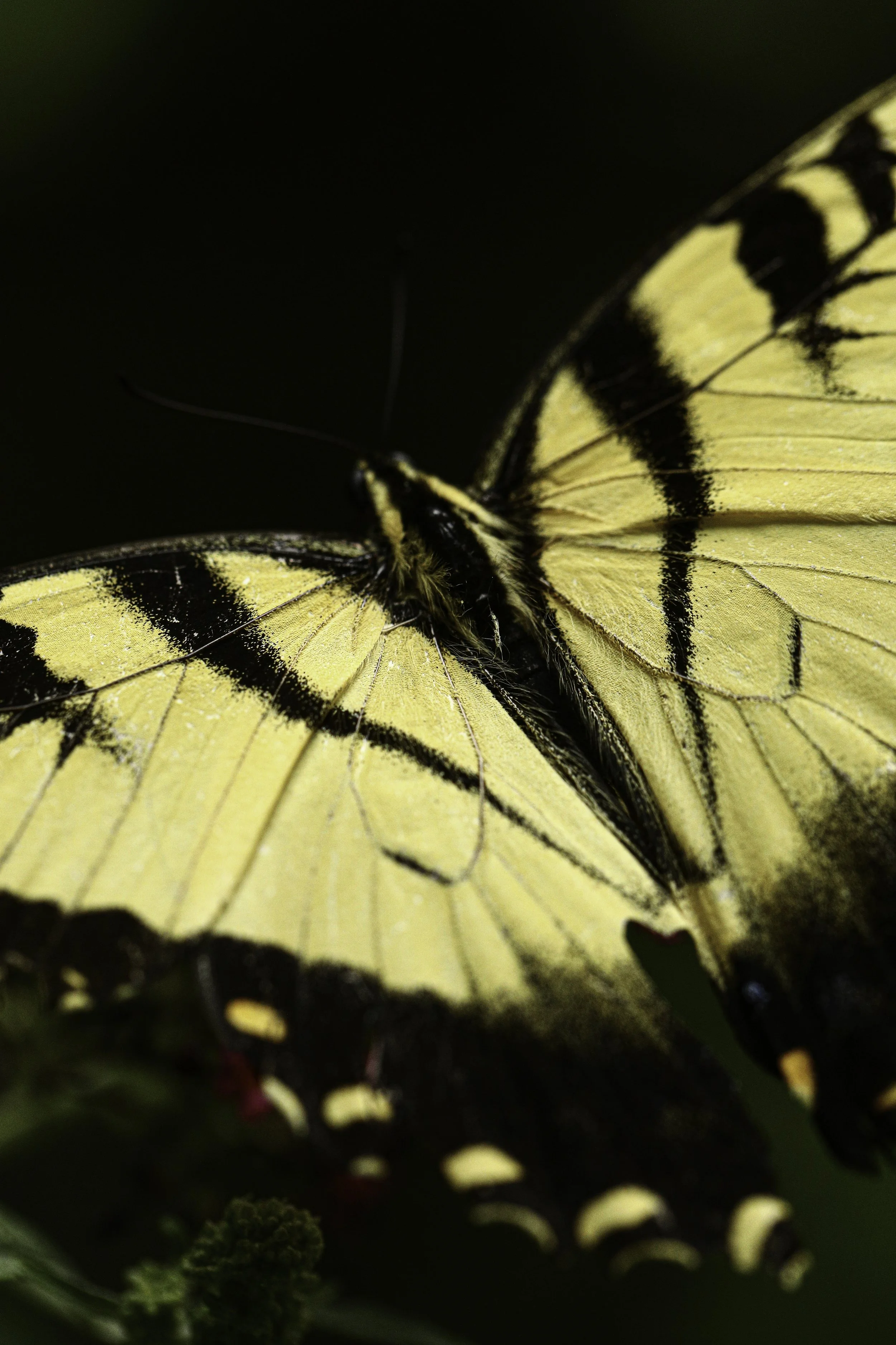 swallowtail-17.jpg