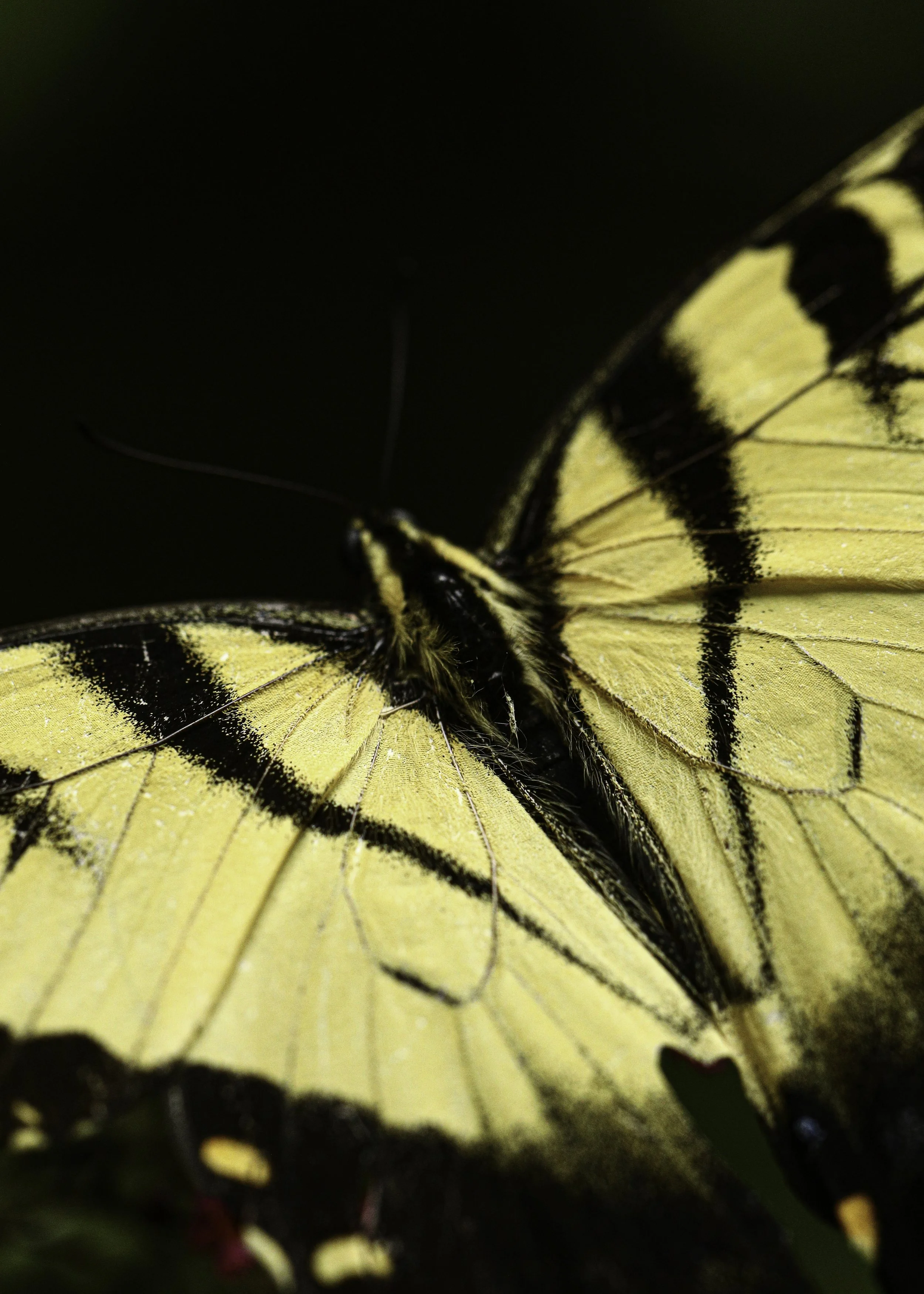 swallowtail-18.jpg