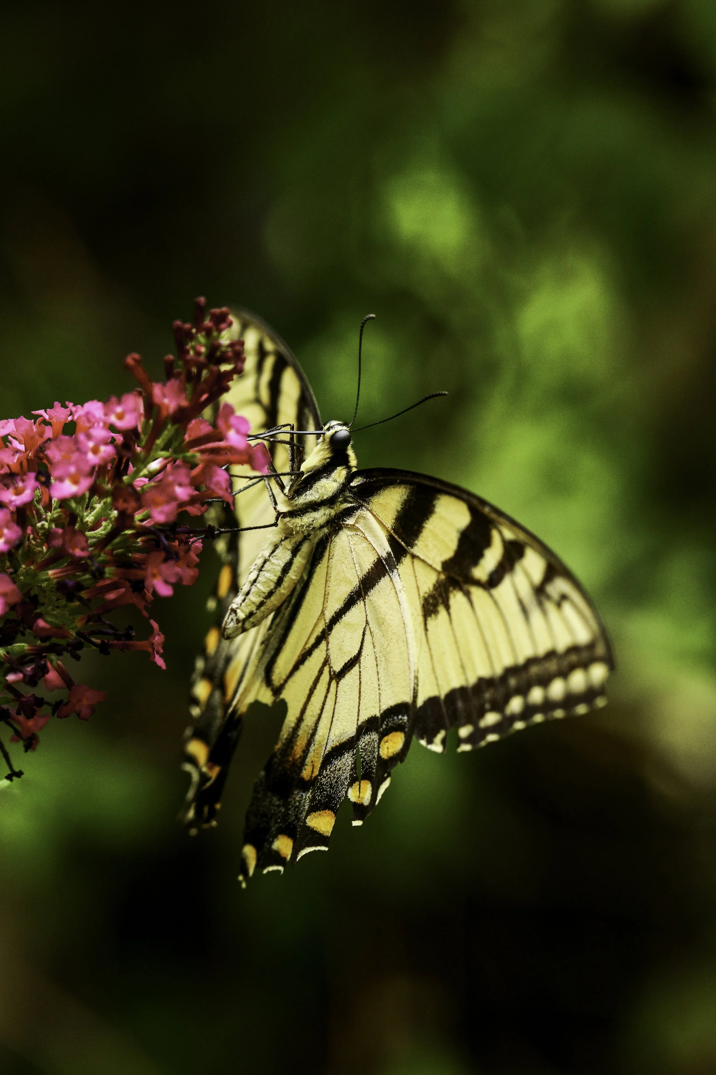 swallowtail-20.jpg
