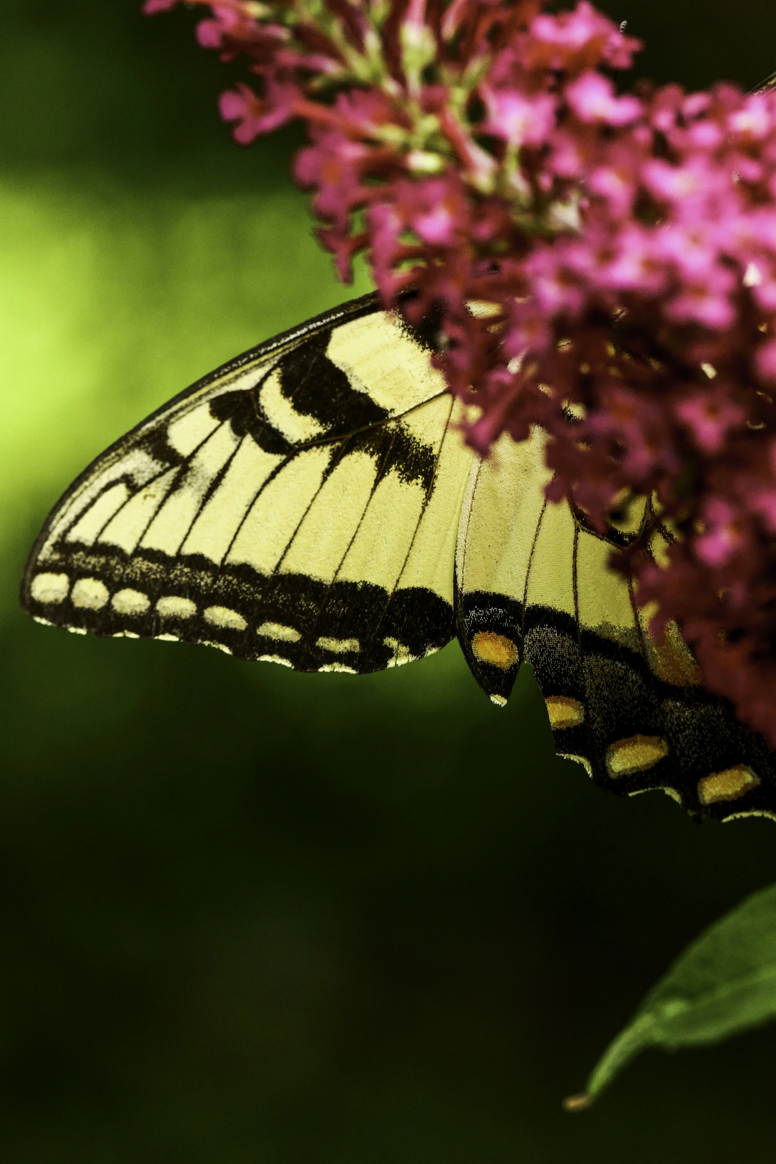 swallowtail-21.jpg