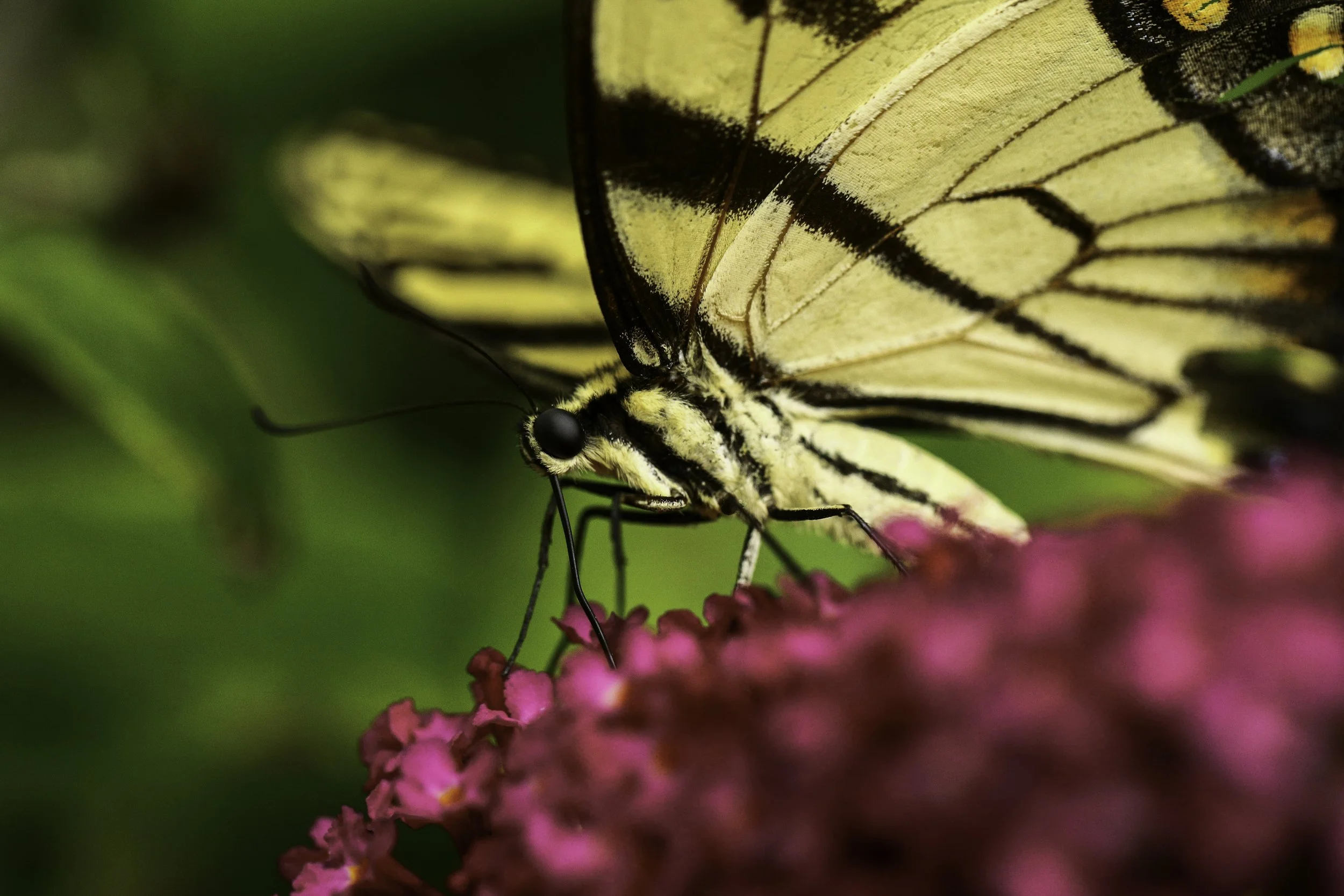 swallowtail-23.jpg