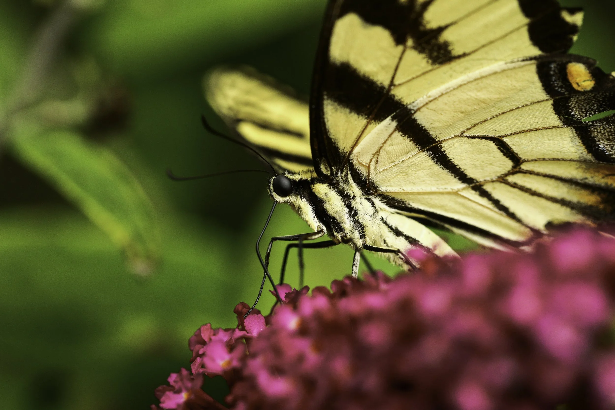 swallowtail-24.jpg