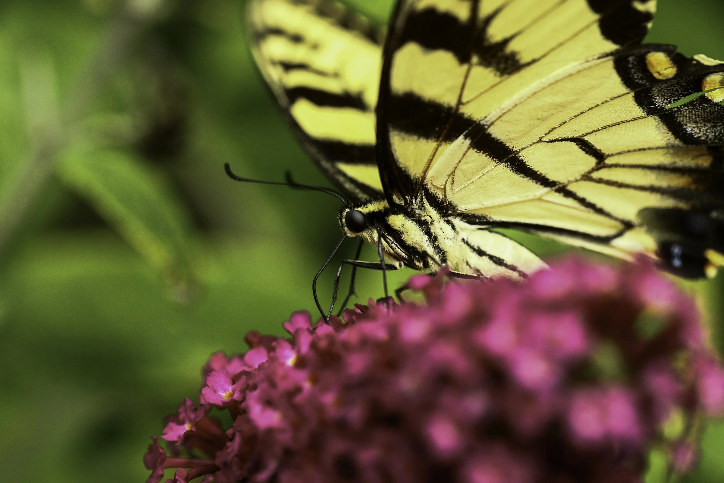 swallowtail-26.jpg
