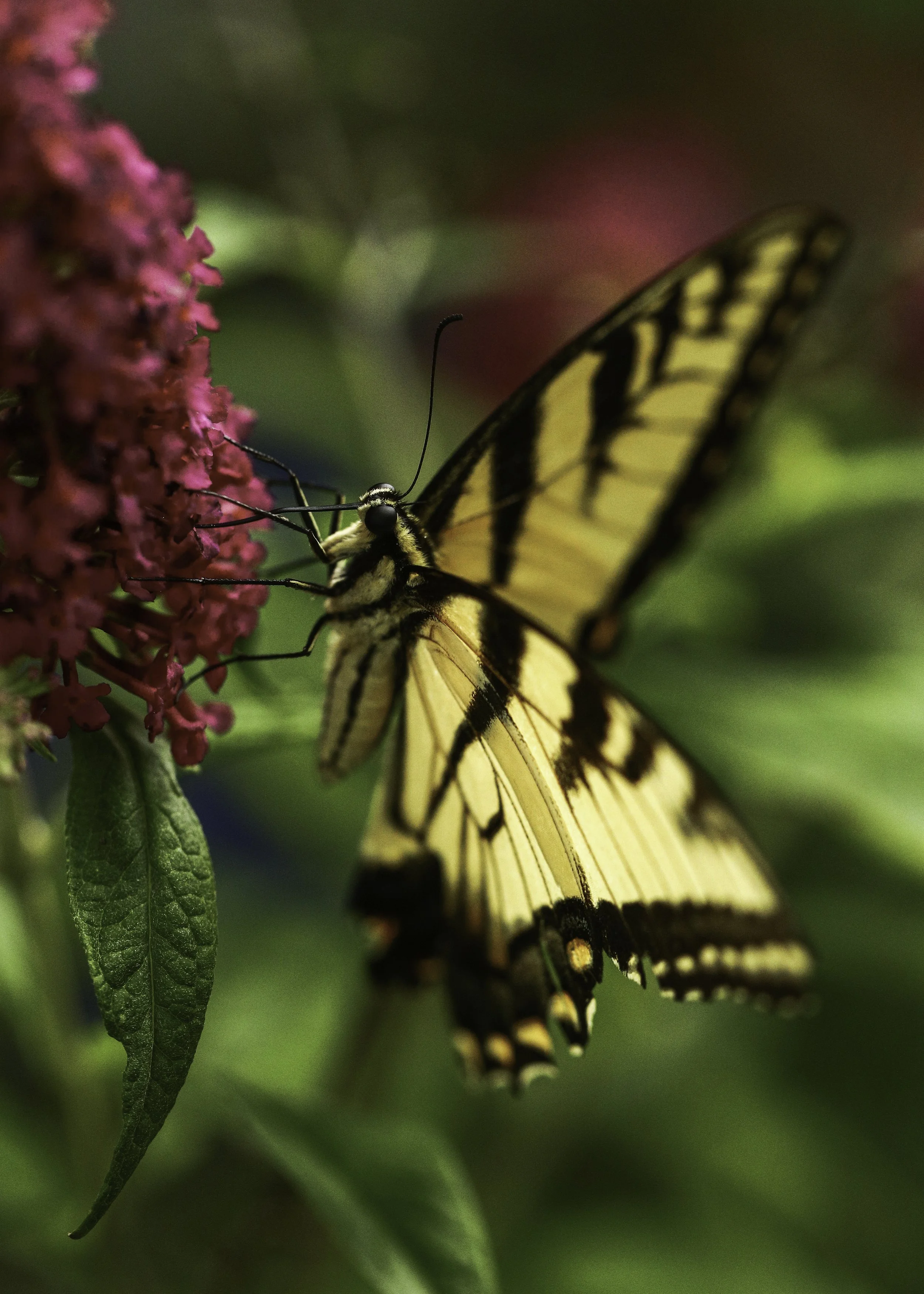 swallowtail-30.jpg