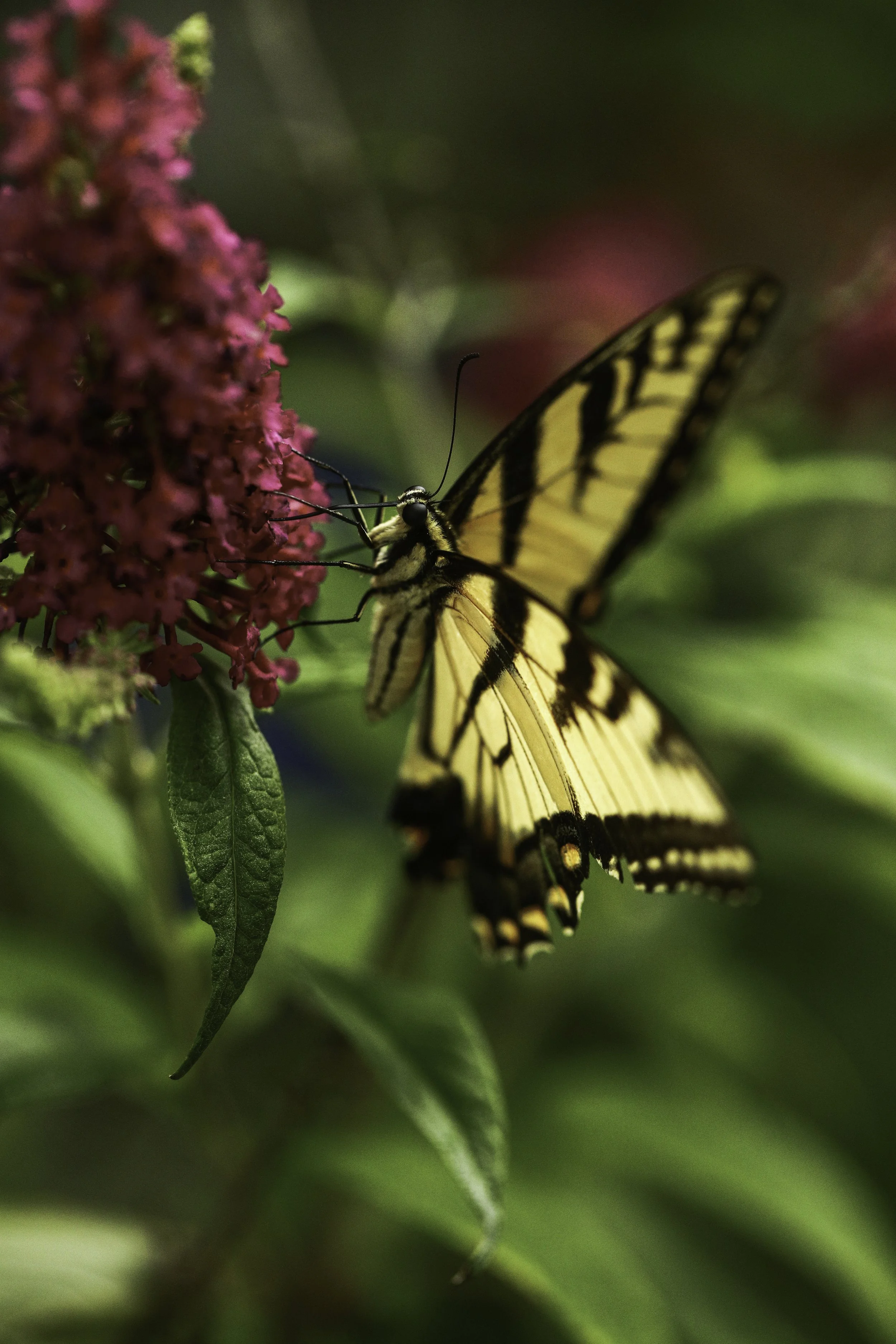 swallowtail-29.jpg