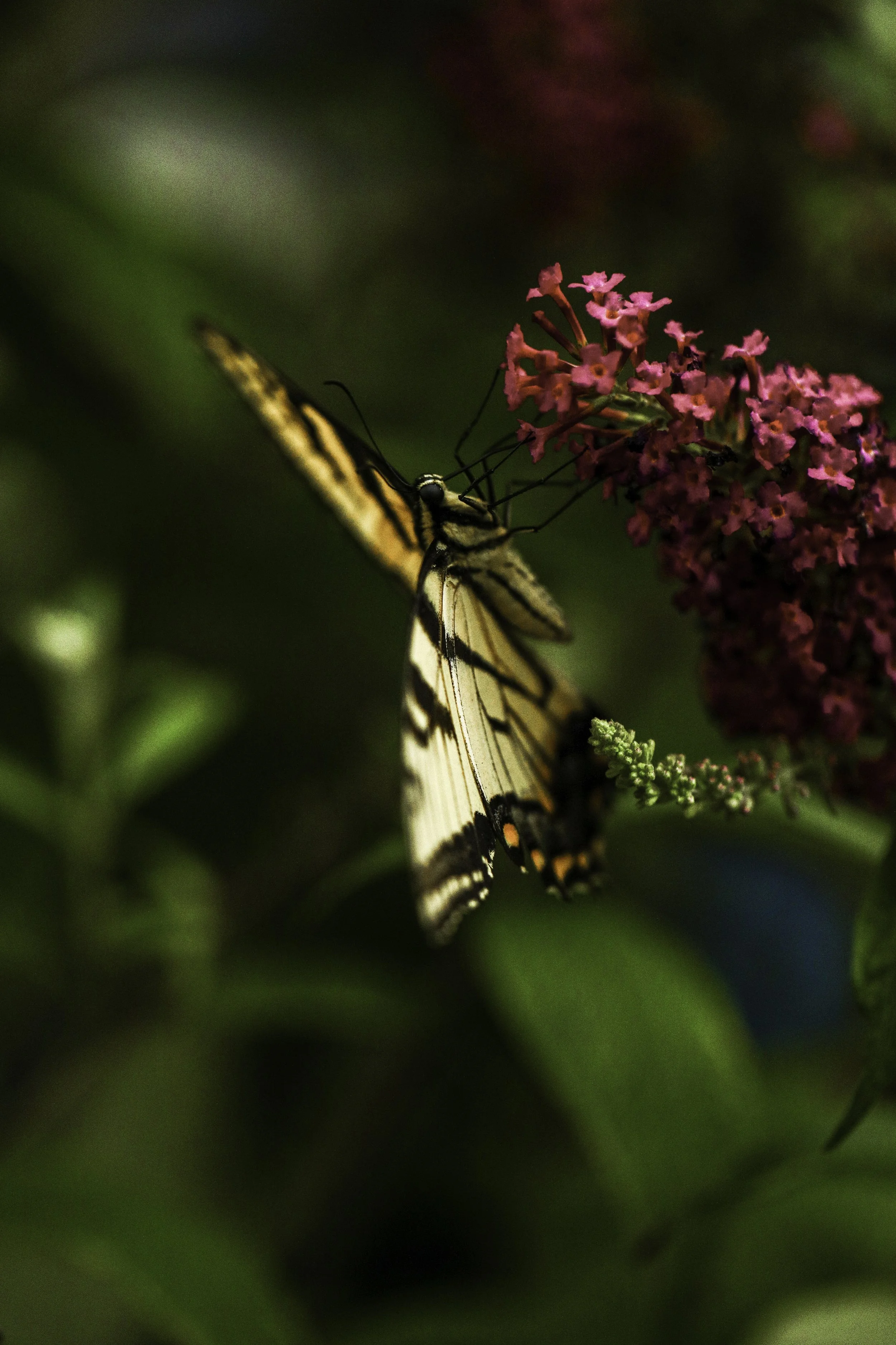 swallowtail-33.jpg