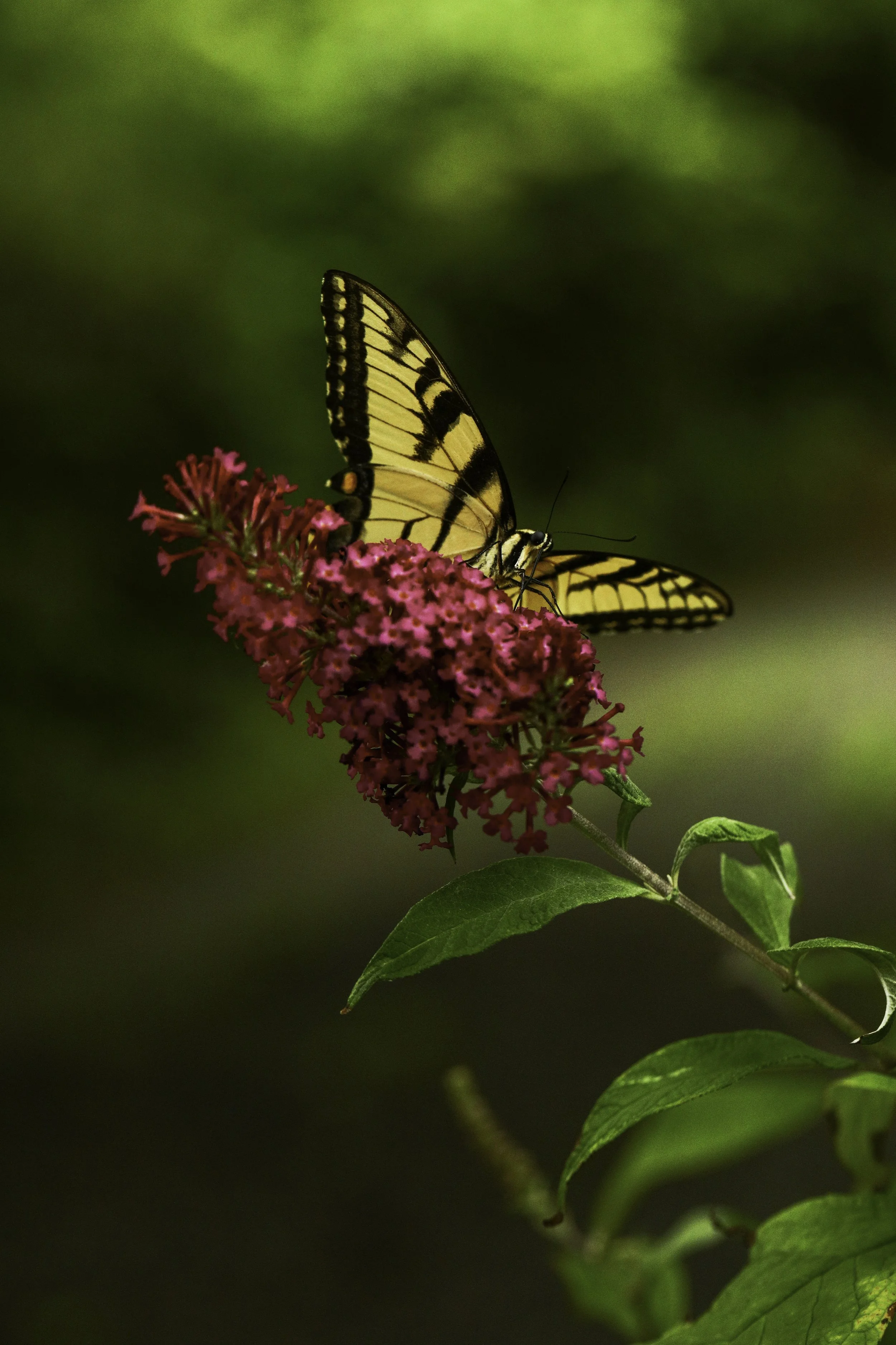 swallowtail-35.jpg
