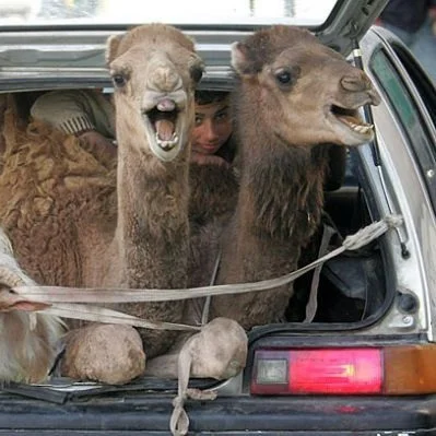 Write Something Funny - and make us all laugh!