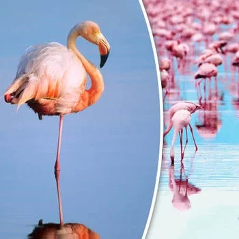 The Flamingo - To Strengthen the Core