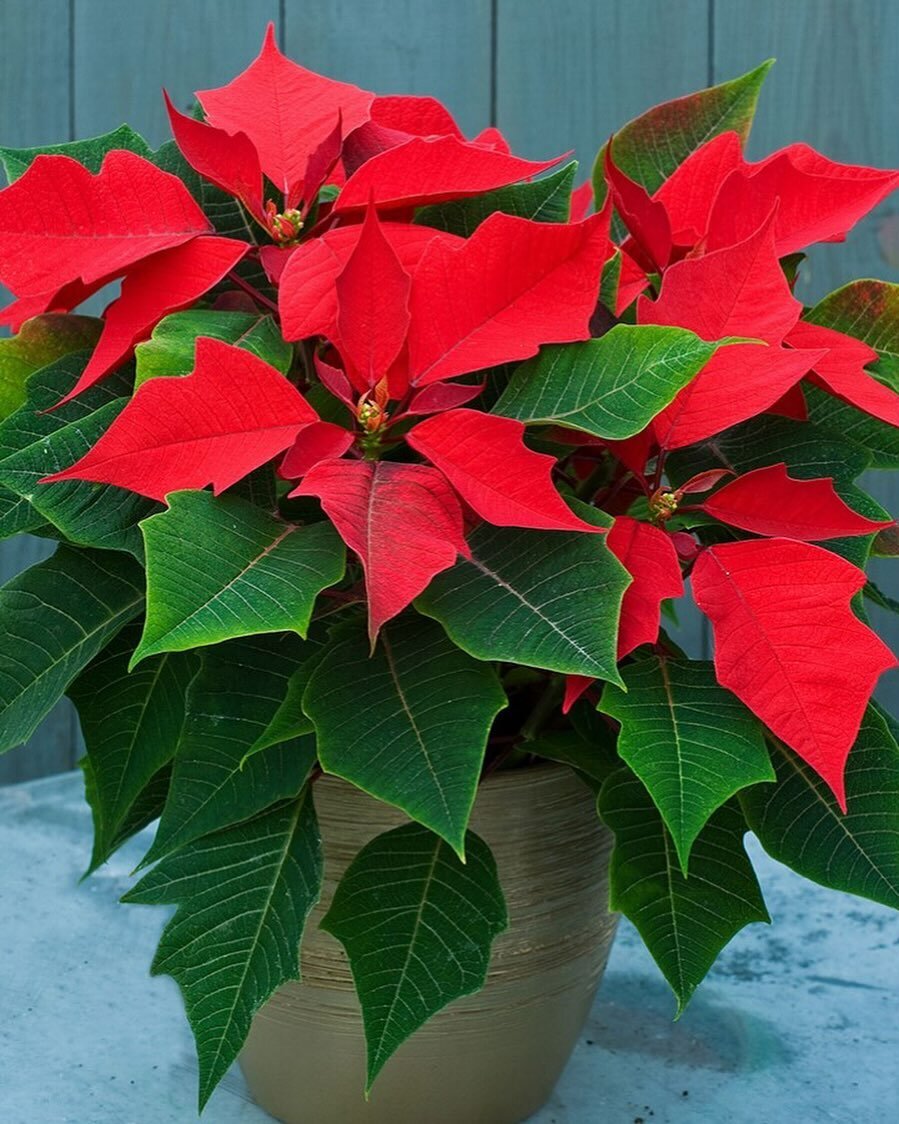 Amazing how the poinsettia blooms for Christmas! #loveyouladies