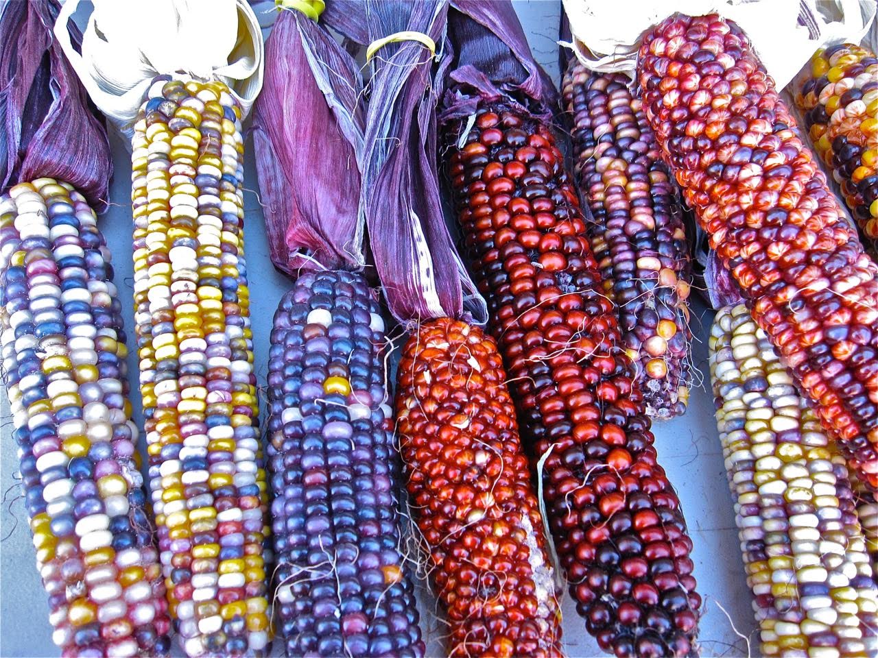 local corn.jpg