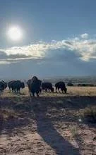 Pojoaque Pueblo Bison Restoration Project Tour