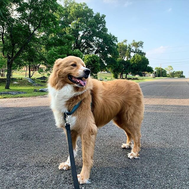 Redding enjoys a good breeze...a short walk (VERY SHORT)...and time with his people... In all honesty, he is panting loudly before taking a good long nap. But he is content and lives his life one day at a time.

#mindfullness #content #reddingthedog 