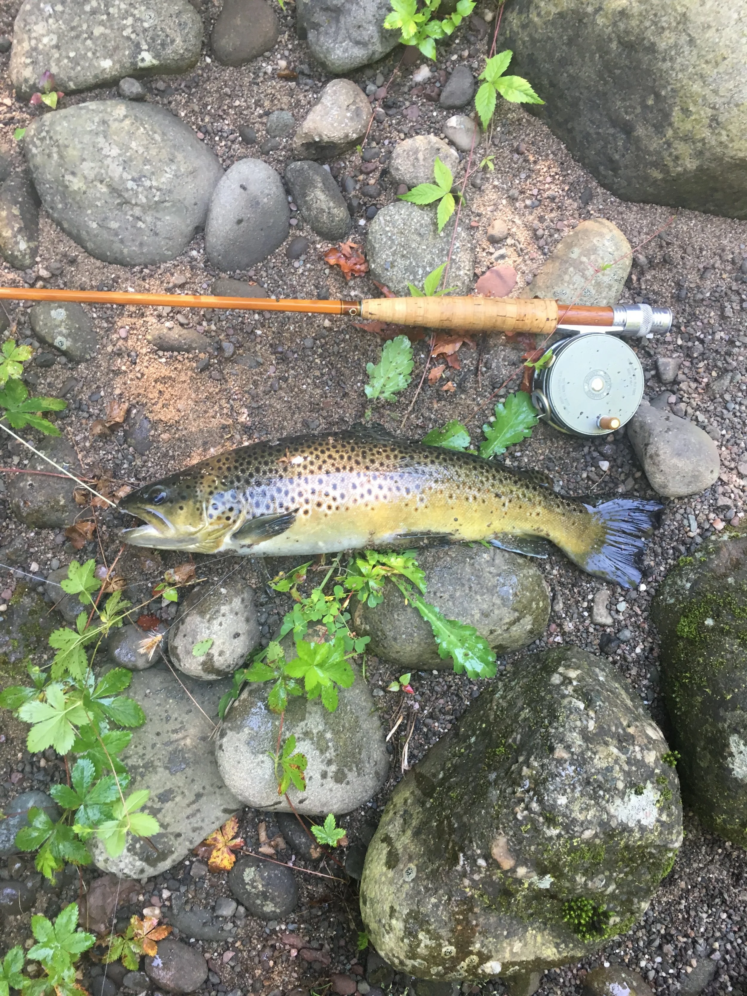 Nice Brown Trout