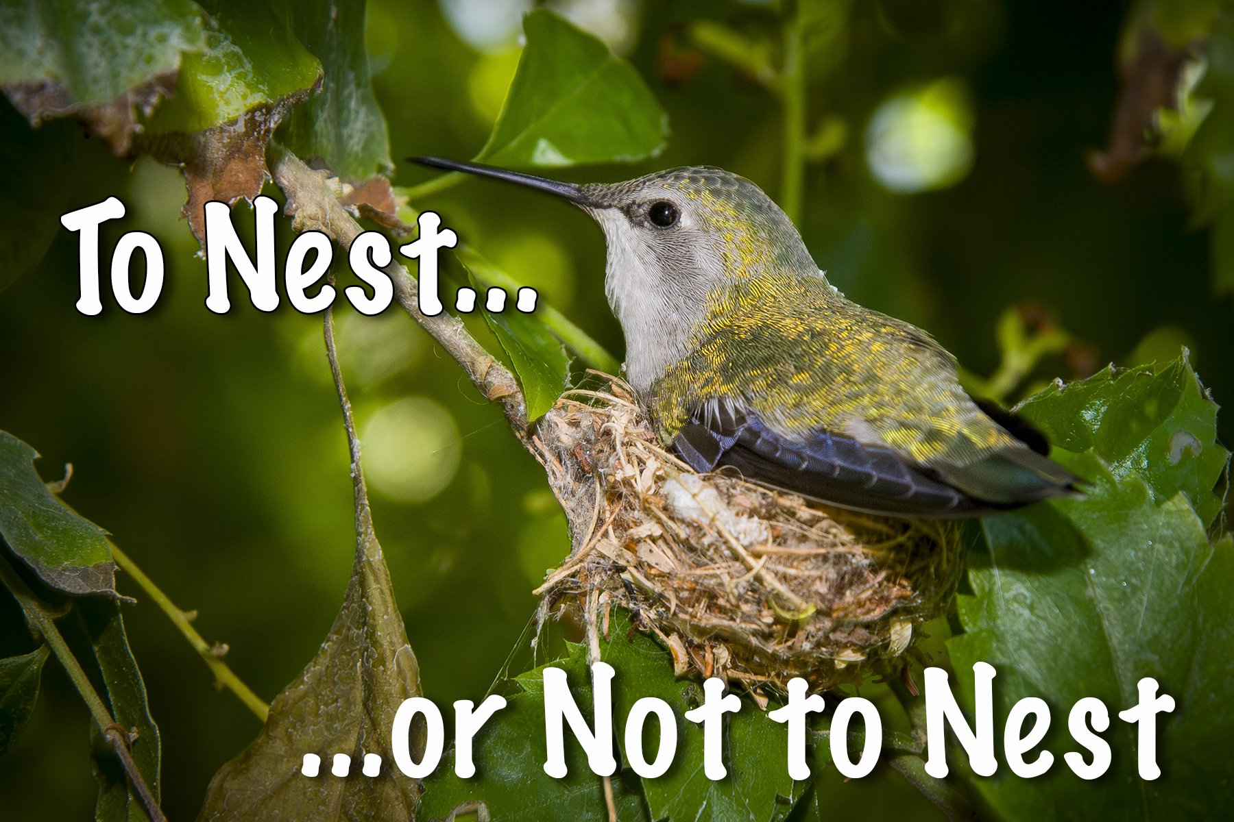 To Nest or Not to Nest