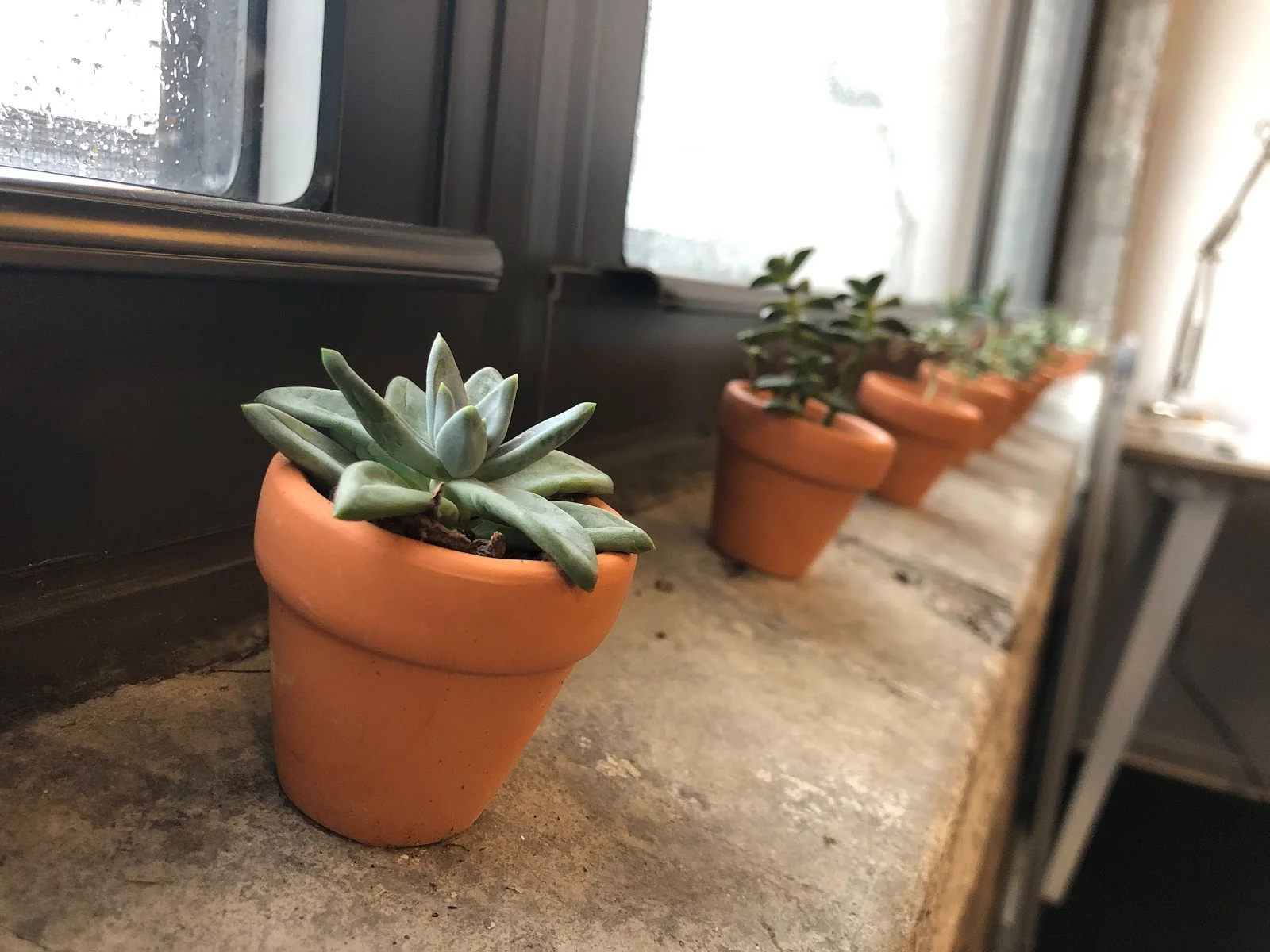 succulents.jpg