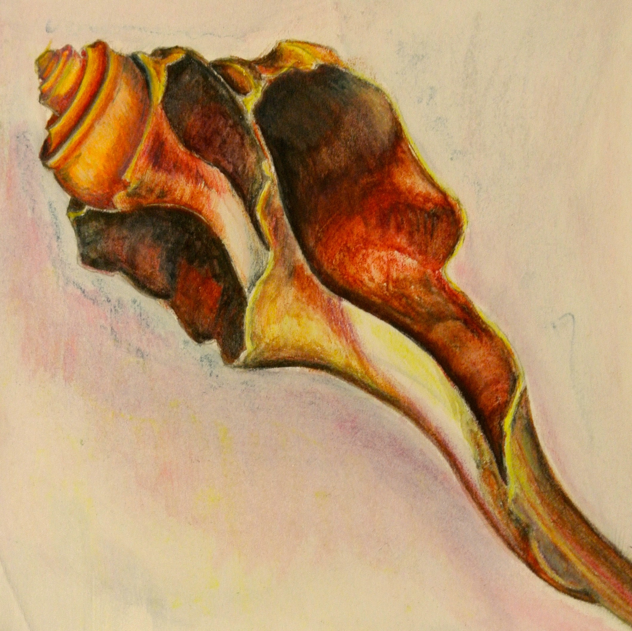 Brown Conch Shell