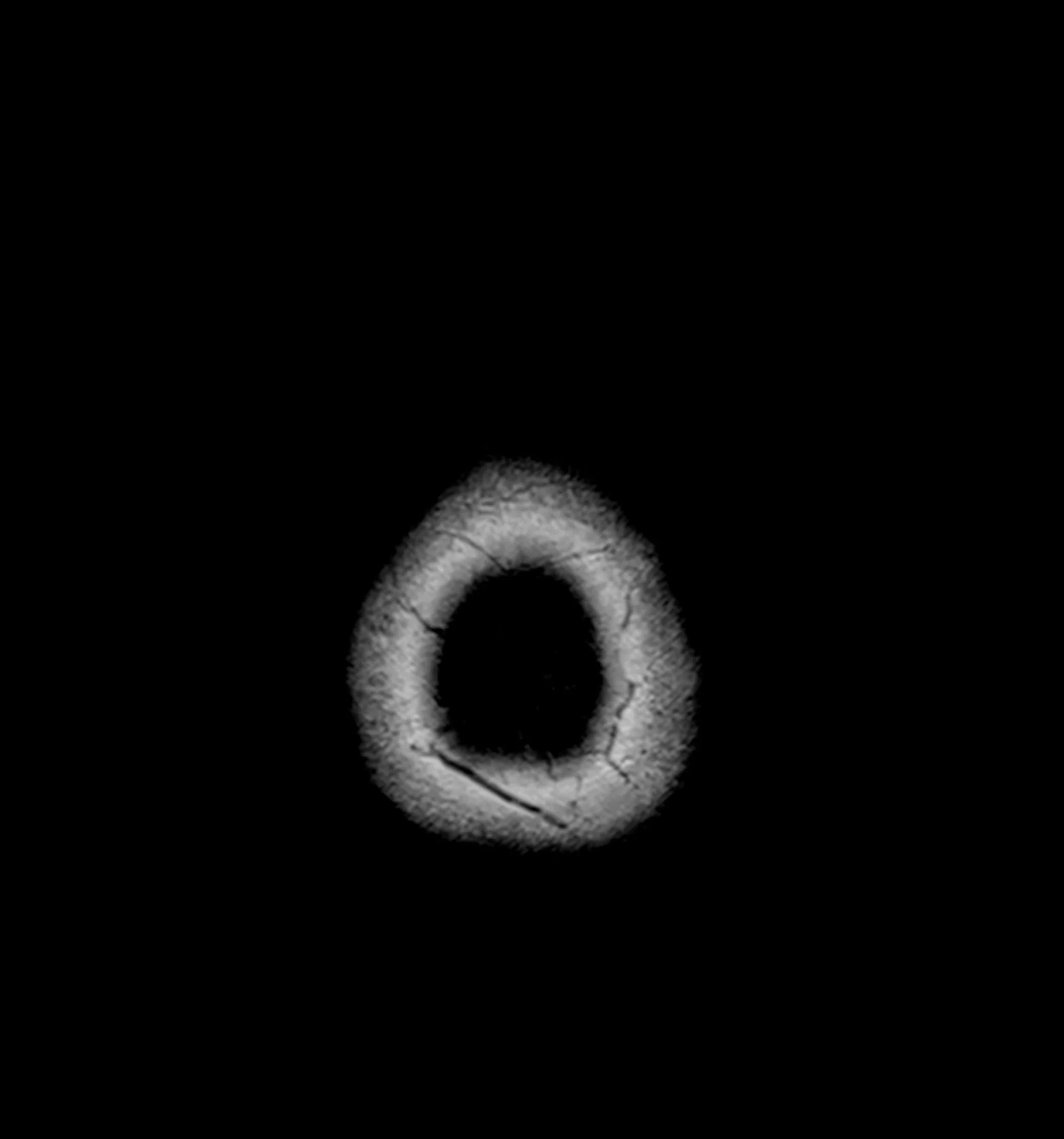 cabeza_0465_Layer 19.jpg