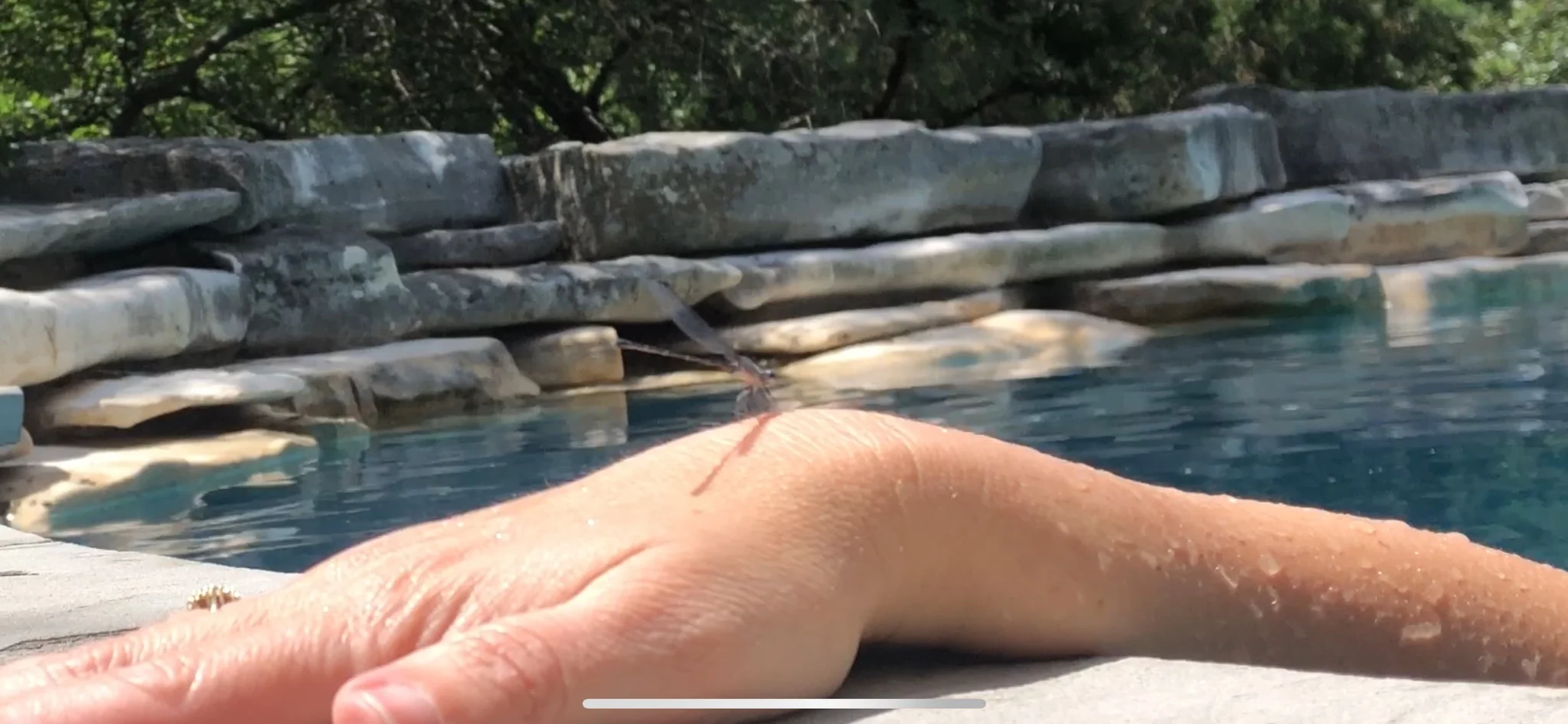 The Day I Talked to a Dragonfly