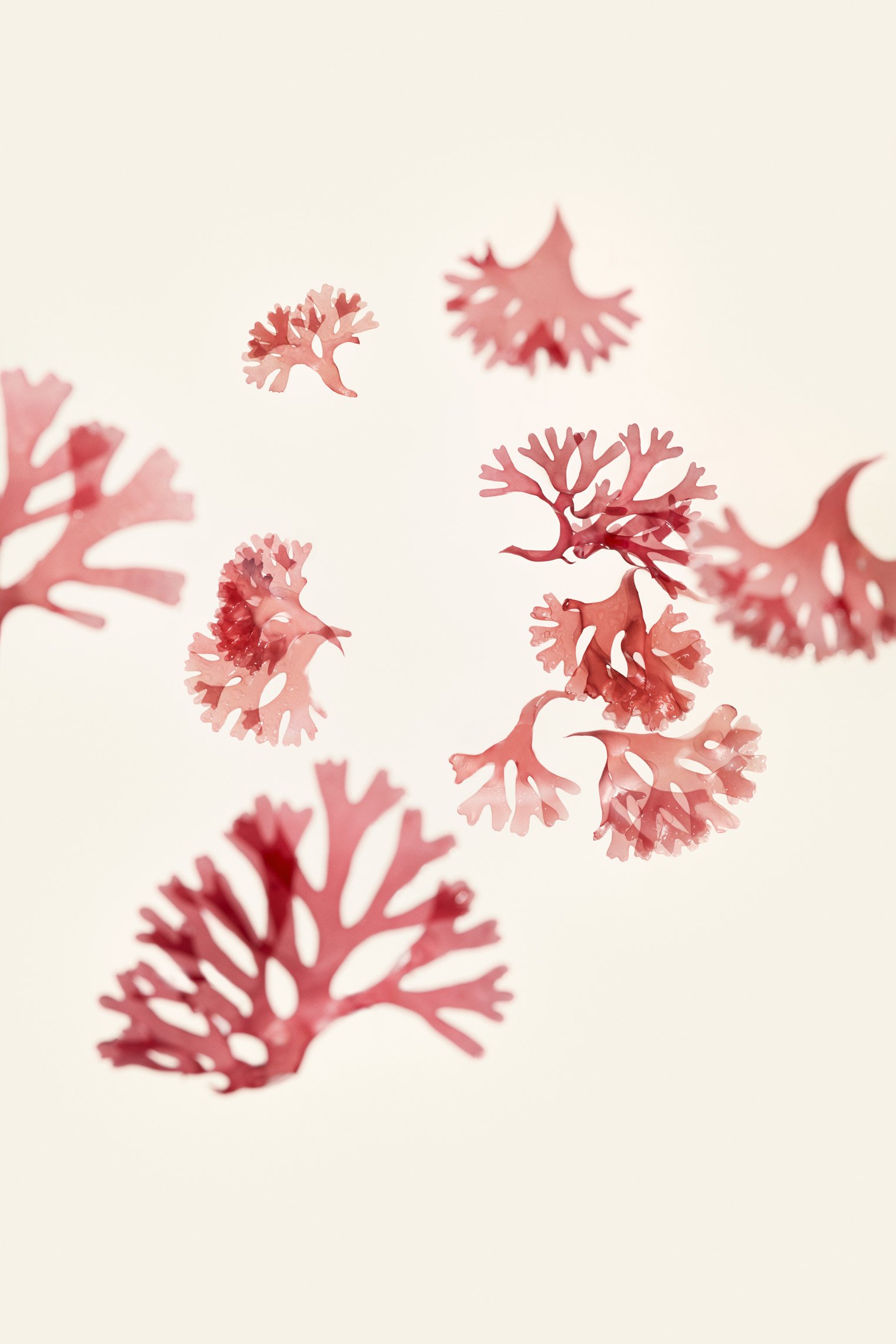 SHI_F21_PDP Top 25_DylanGriffin_Ingredient_BNF_1.JPG