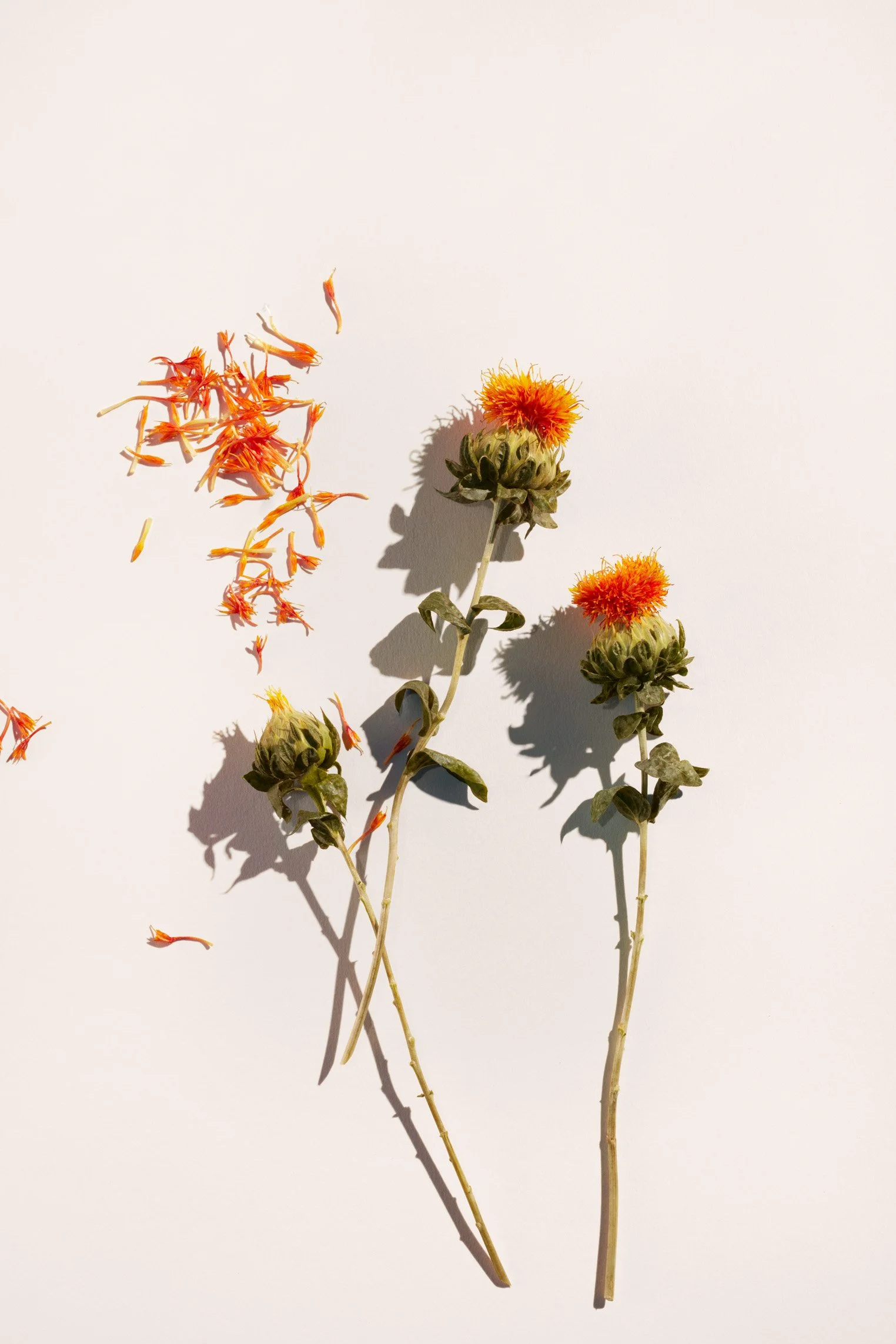 SHI_F21_PDP Top 25_DylanGriffin_Ingredient_VPNday_1.JPG