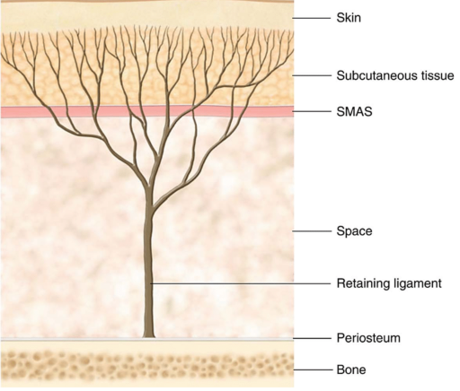 Tree structure RL.png