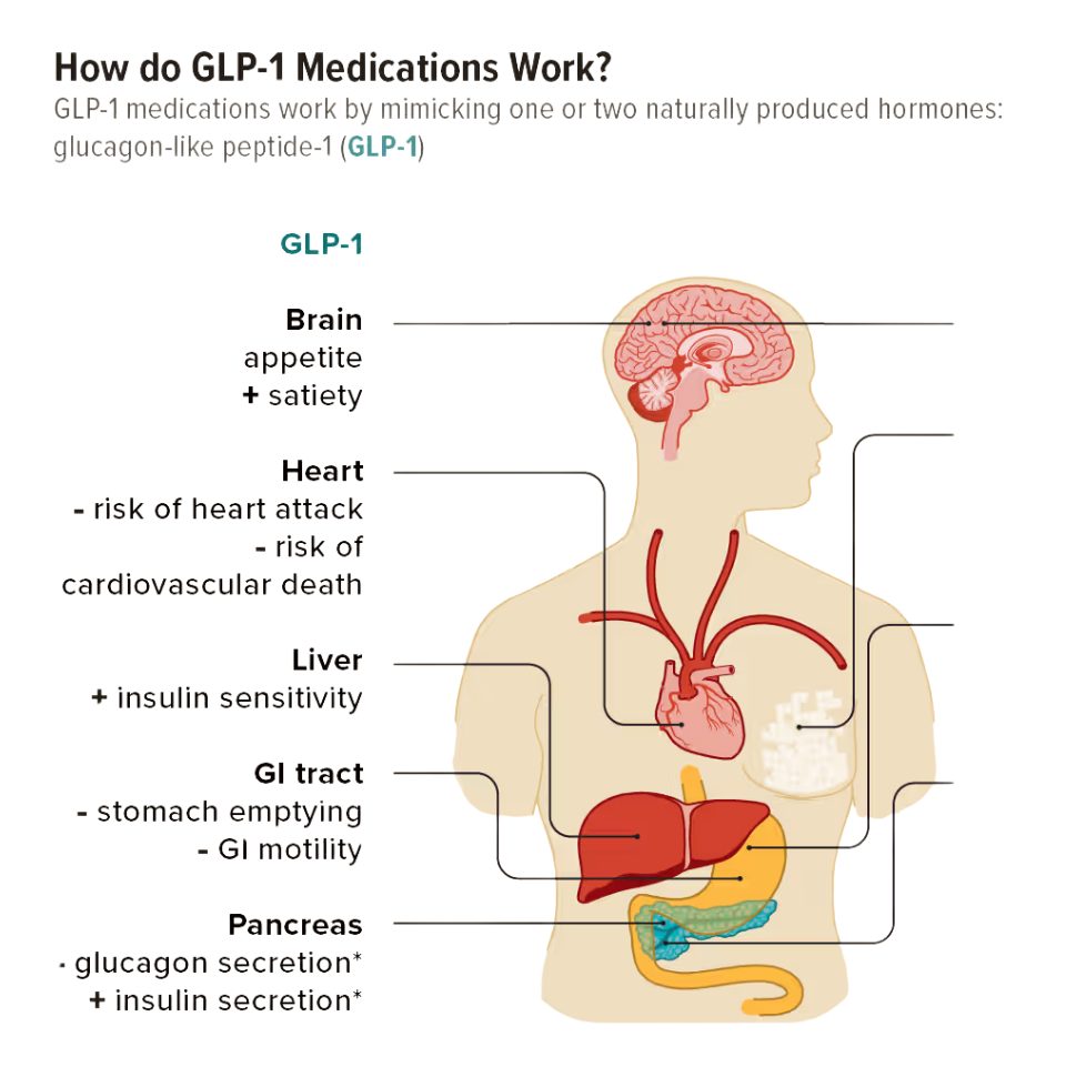 Illustration showing how Wegovy, a GLP-1 semaglutide injection regulates appetite, slows gastric emptying, and supports weight loss