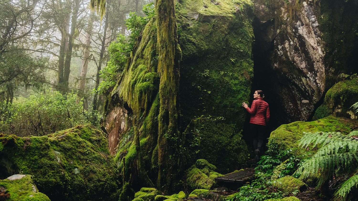 Rainforest.jpg