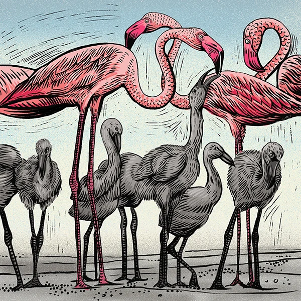 flamingo_colour_web.jpg