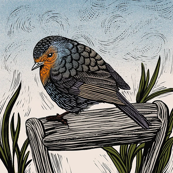 robin_colour_web.jpg