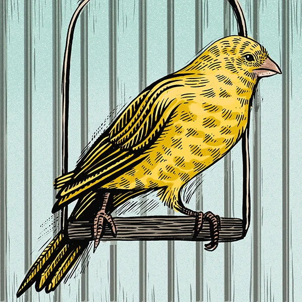 Canary_1.1.jpg