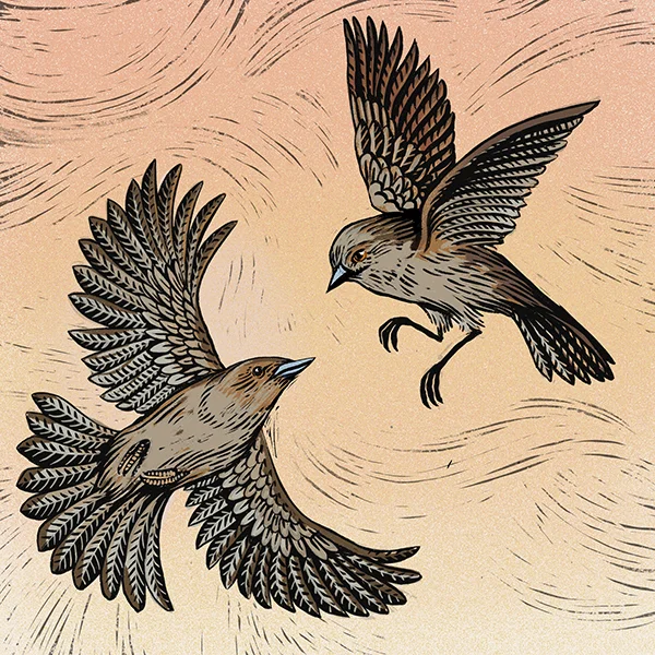 dunnock_bw.jpg