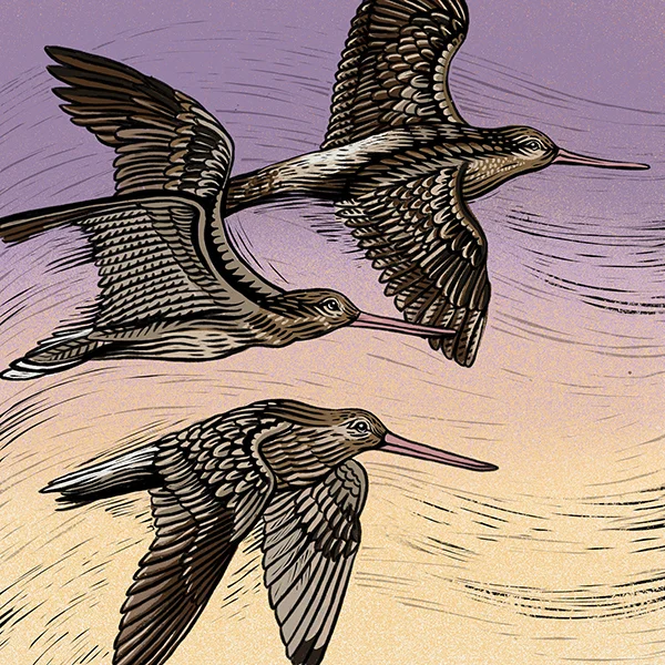godwit_1.1.jpg