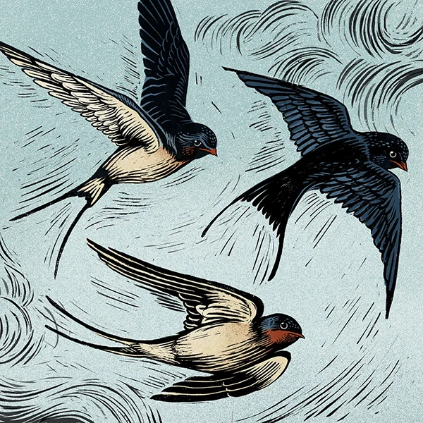 swallows_Bw.jpg