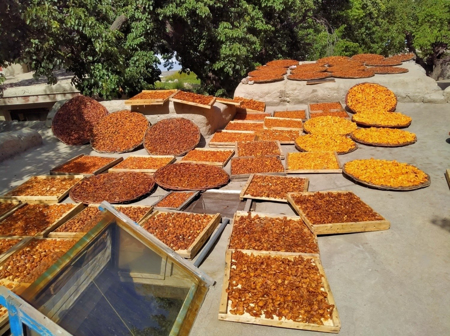 stock-photo-dried-apricots-from-gulmit-gojal-hunza-gilgit-baltistan-pakistan-north-of-pakistan-2232819167-FGpIcYEdS-transformed.jpeg