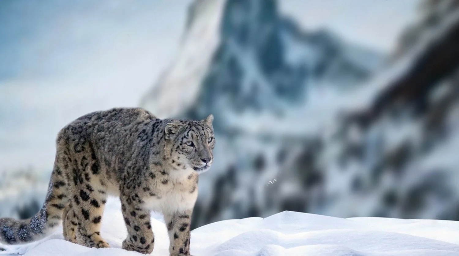 Quest for the Snow Leopard