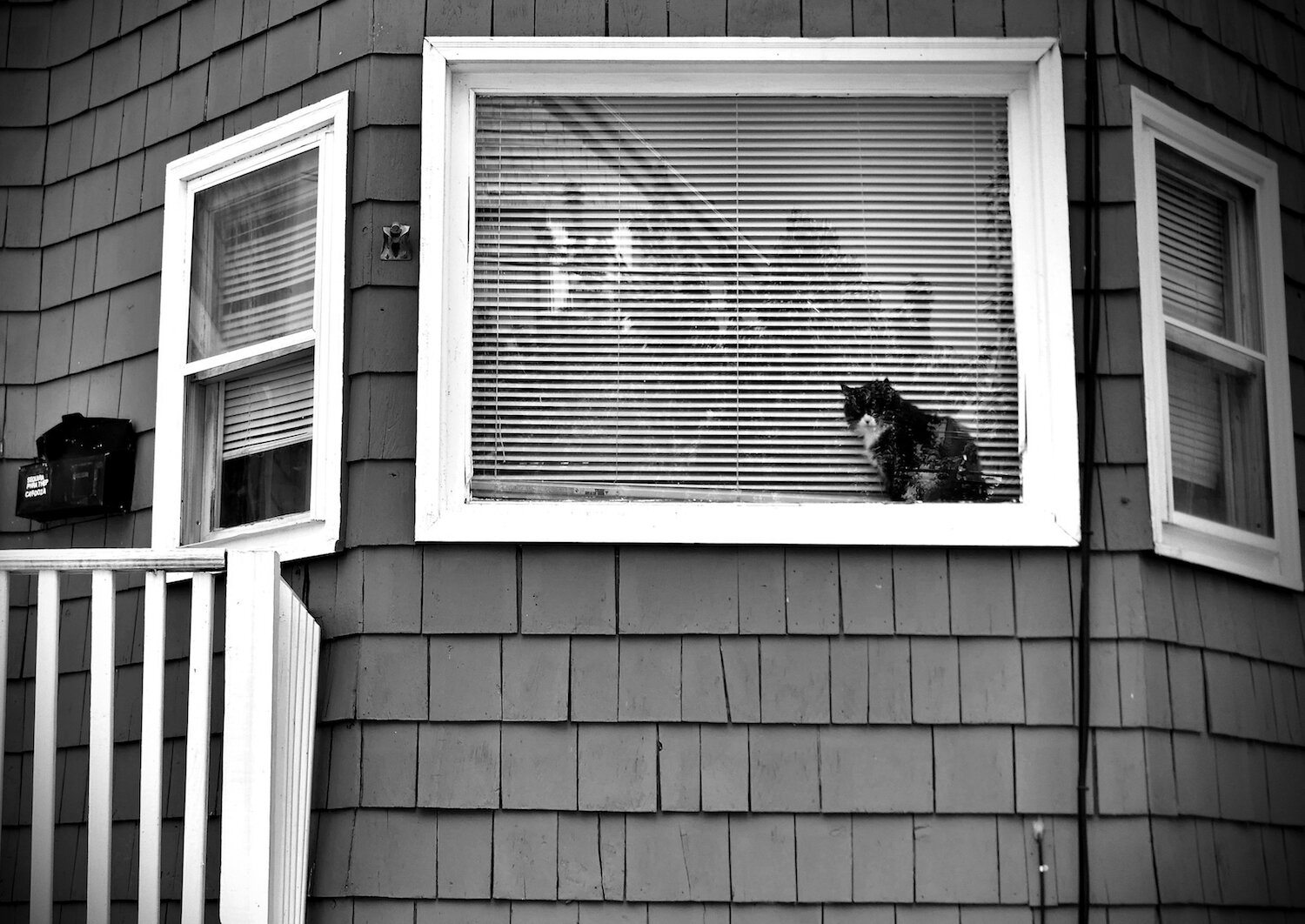 Window Cat.jpg